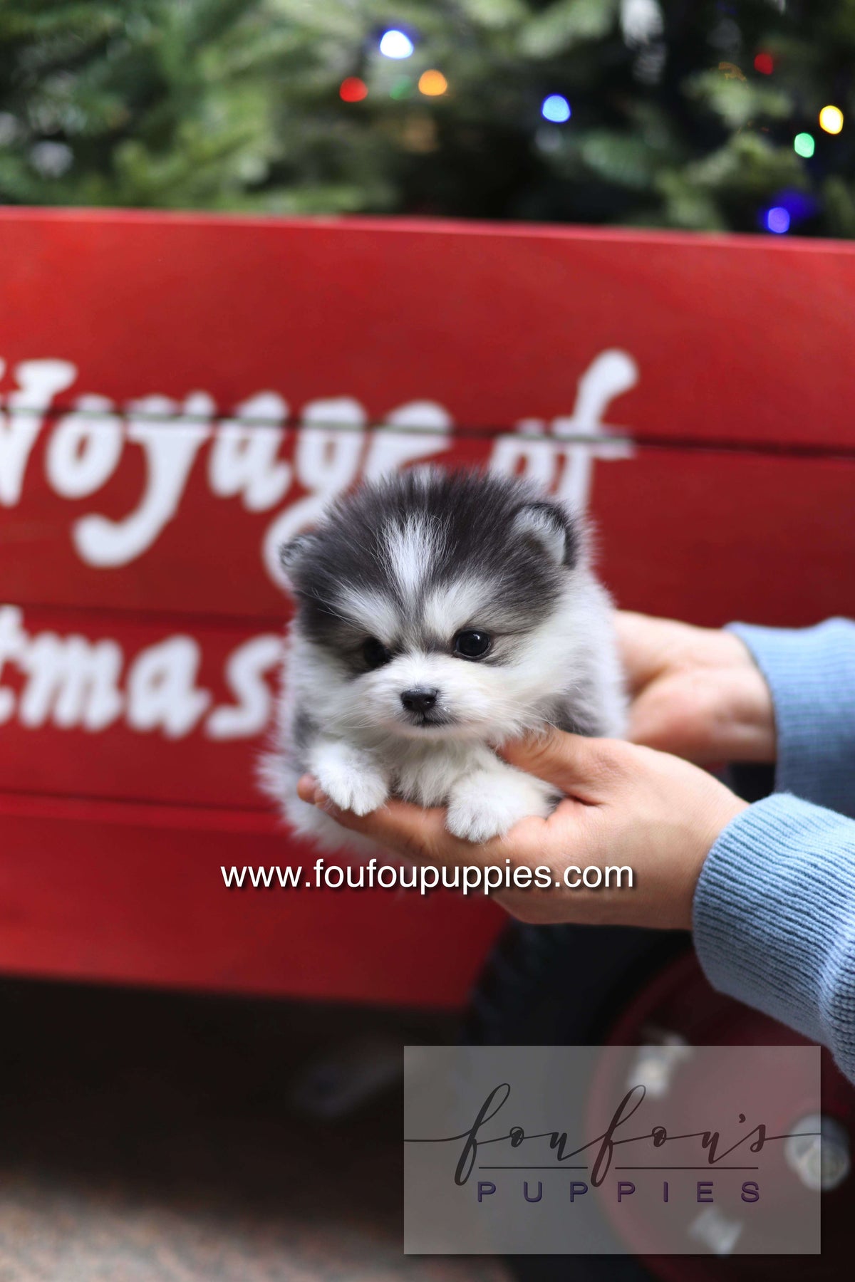 GiGi - Pomsky F.