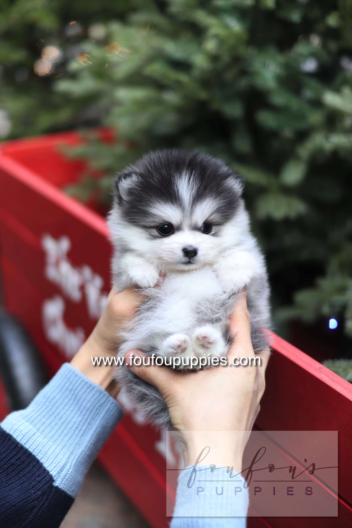 GiGi - Pomsky F.