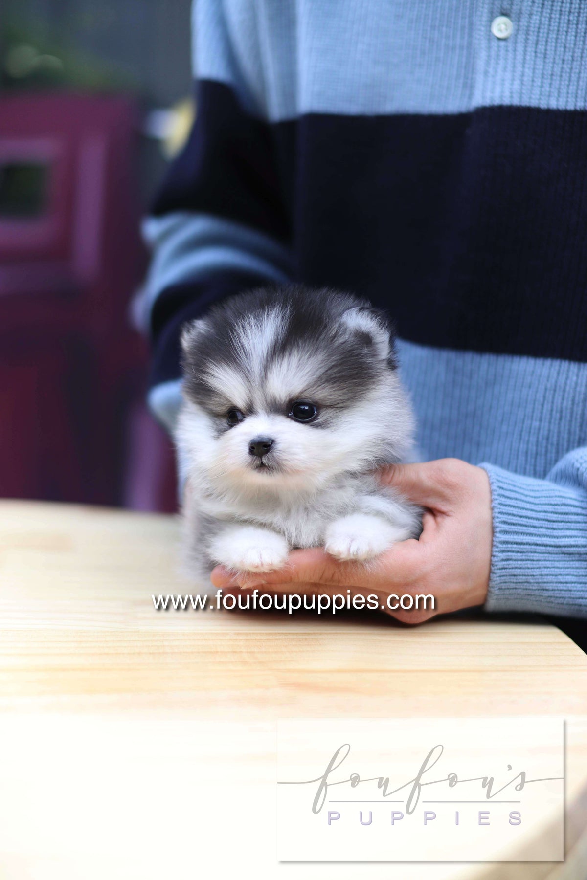 GiGi - Pomsky F.