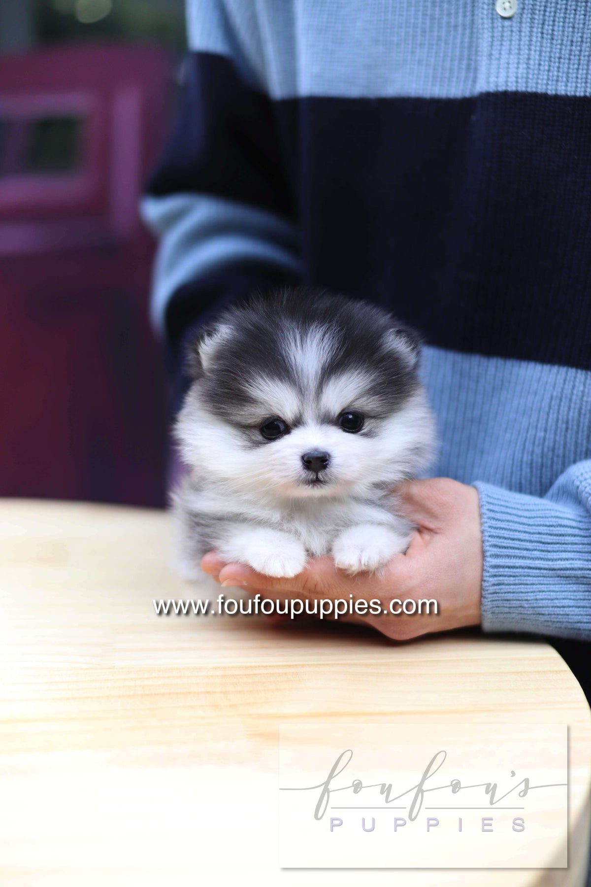 GiGi - Pomsky F.