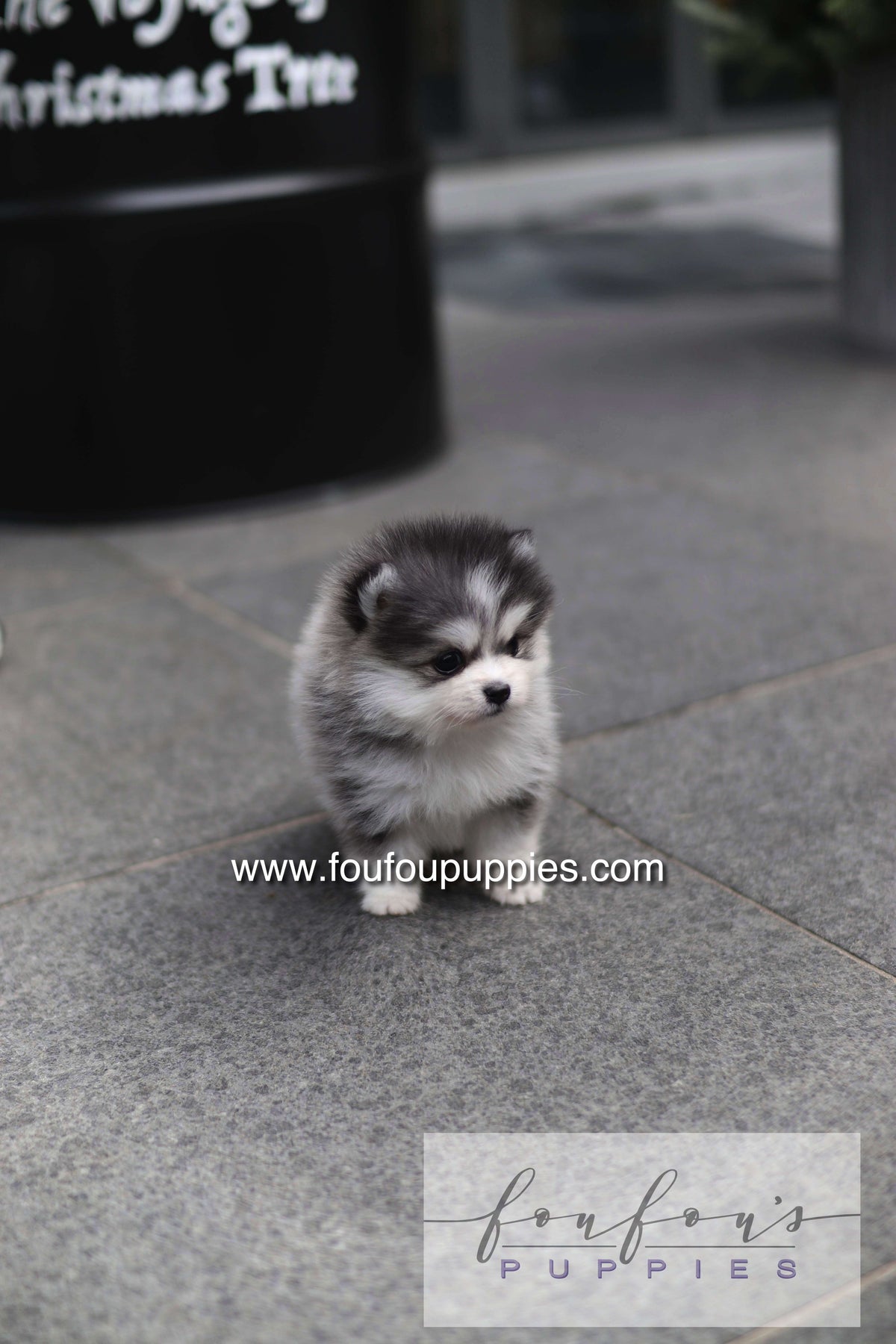GiGi - Pomsky F.
