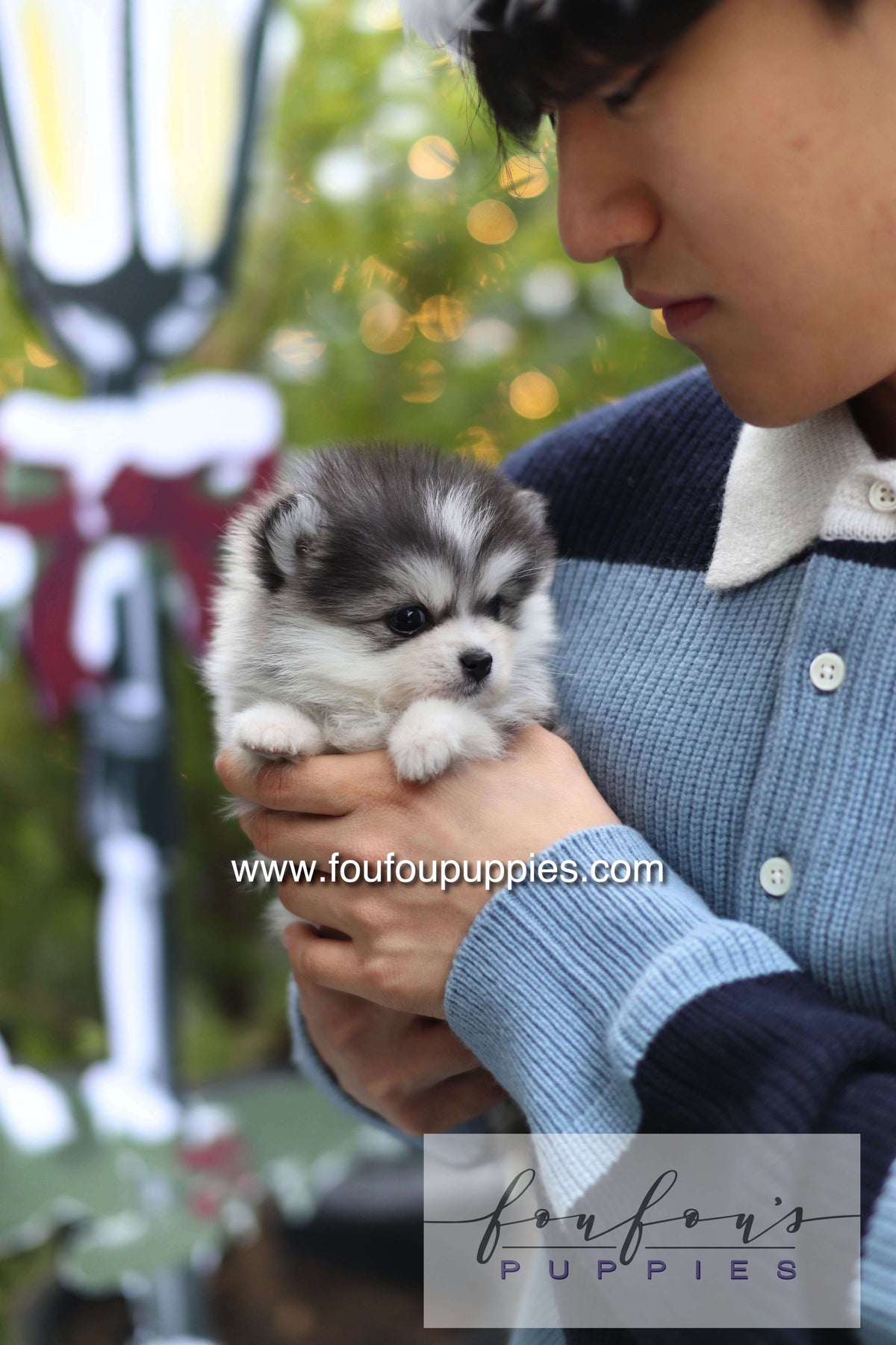GiGi - Pomsky F.