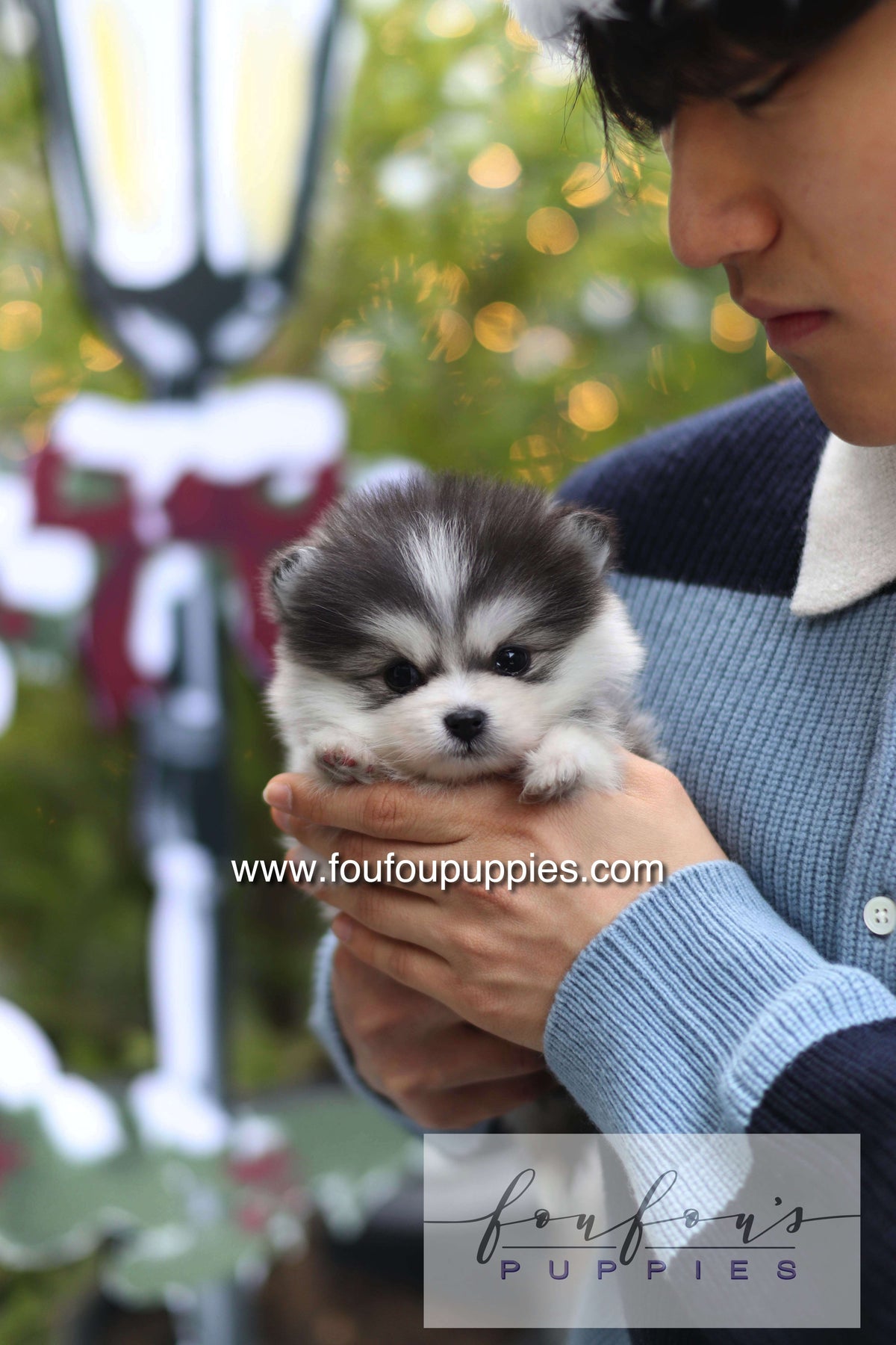 GiGi - Pomsky F.