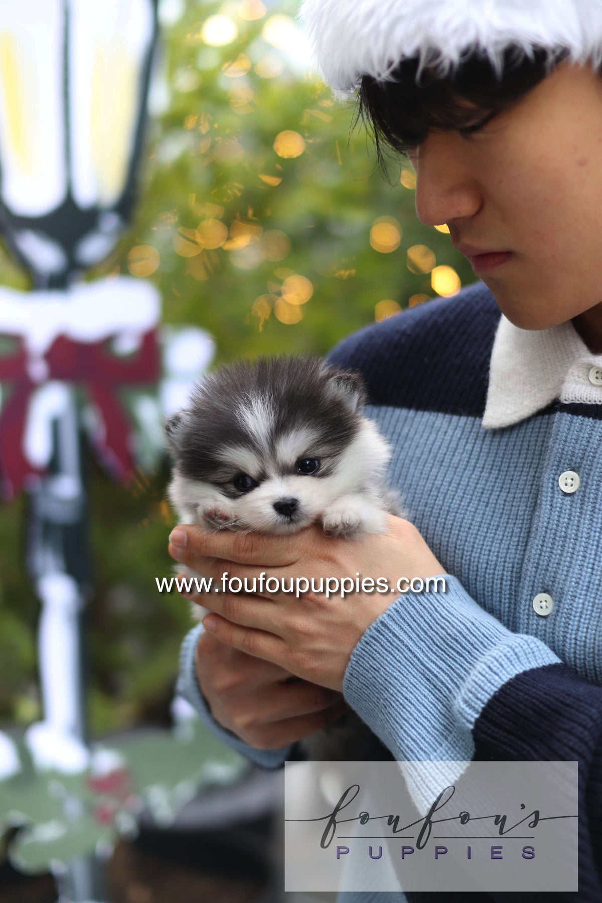 GiGi - Pomsky F.