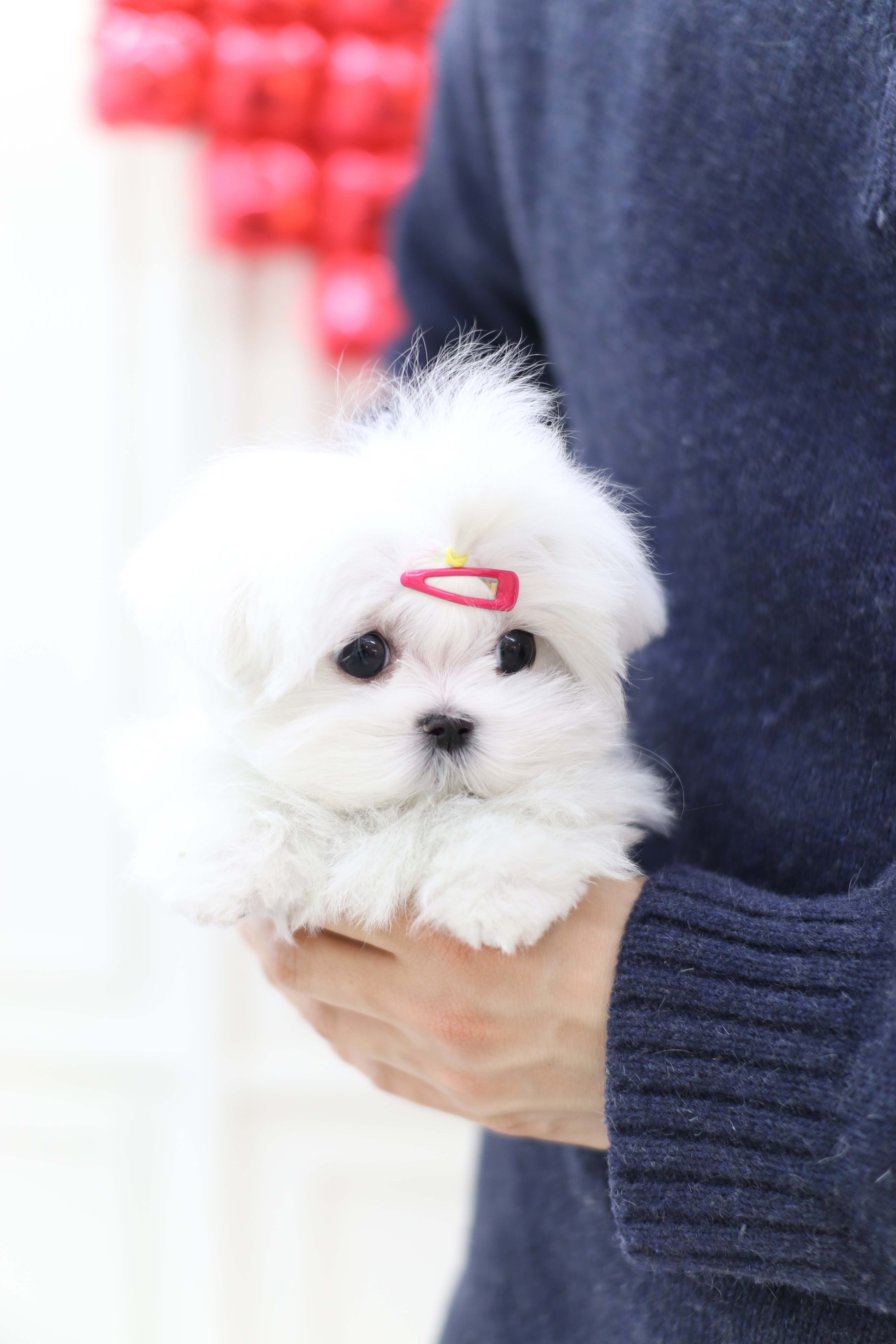 Elle - Maltese F.