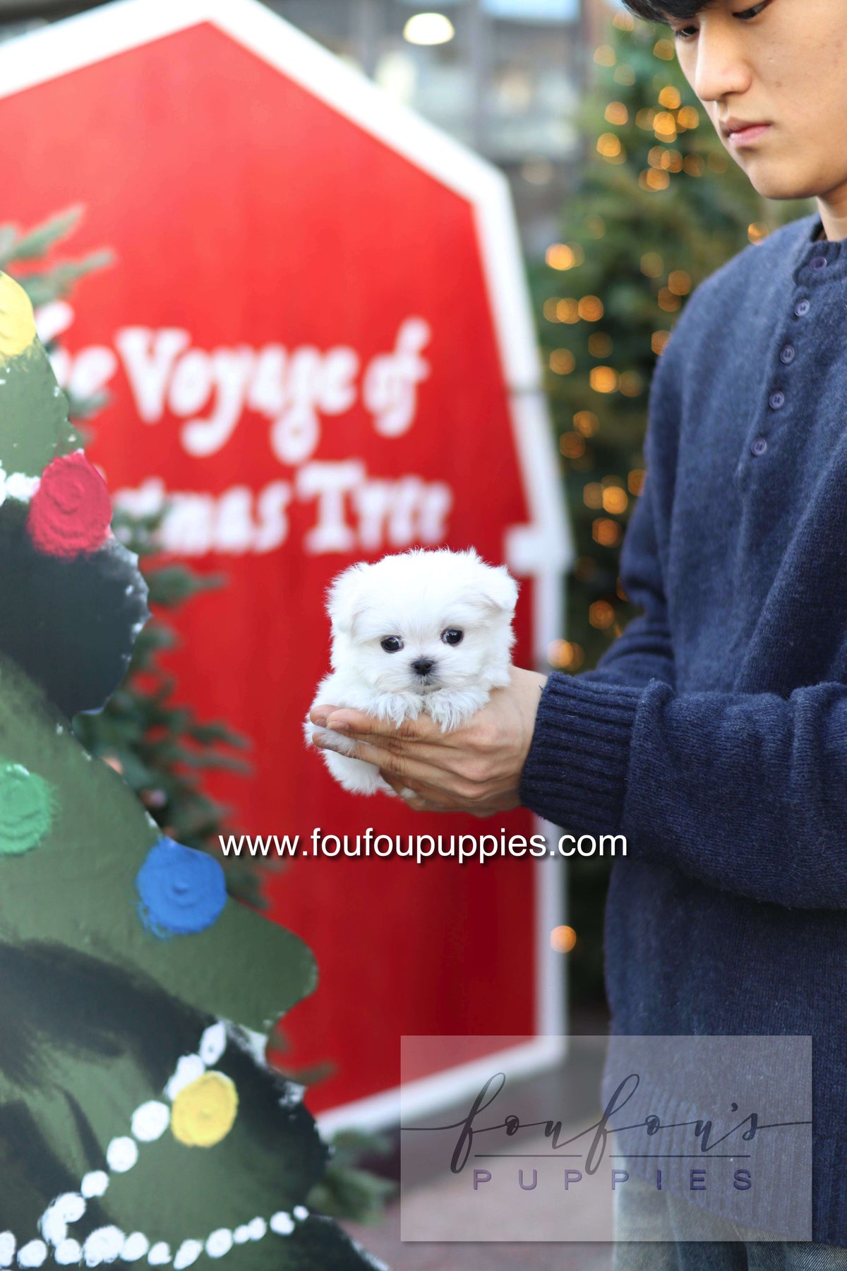 Milly - Maltese F.