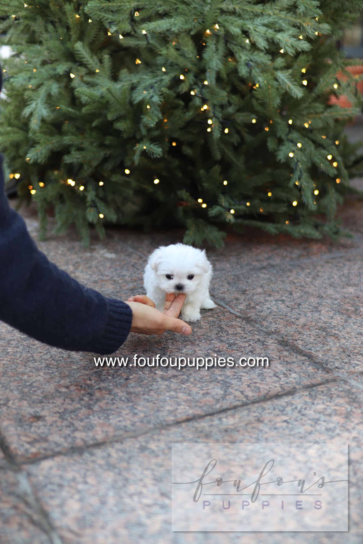 Milly - Maltese F.