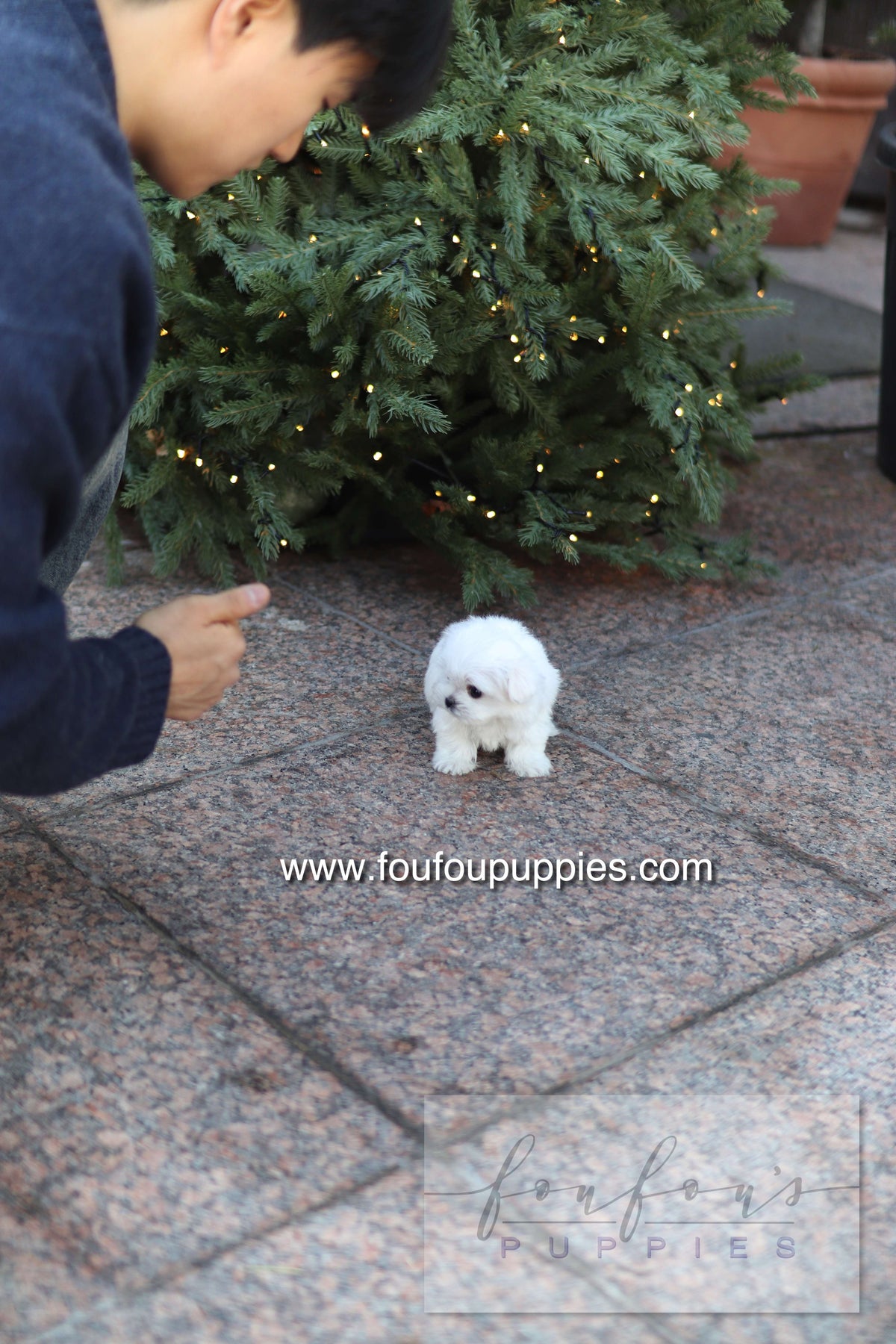 Milly - Maltese F.