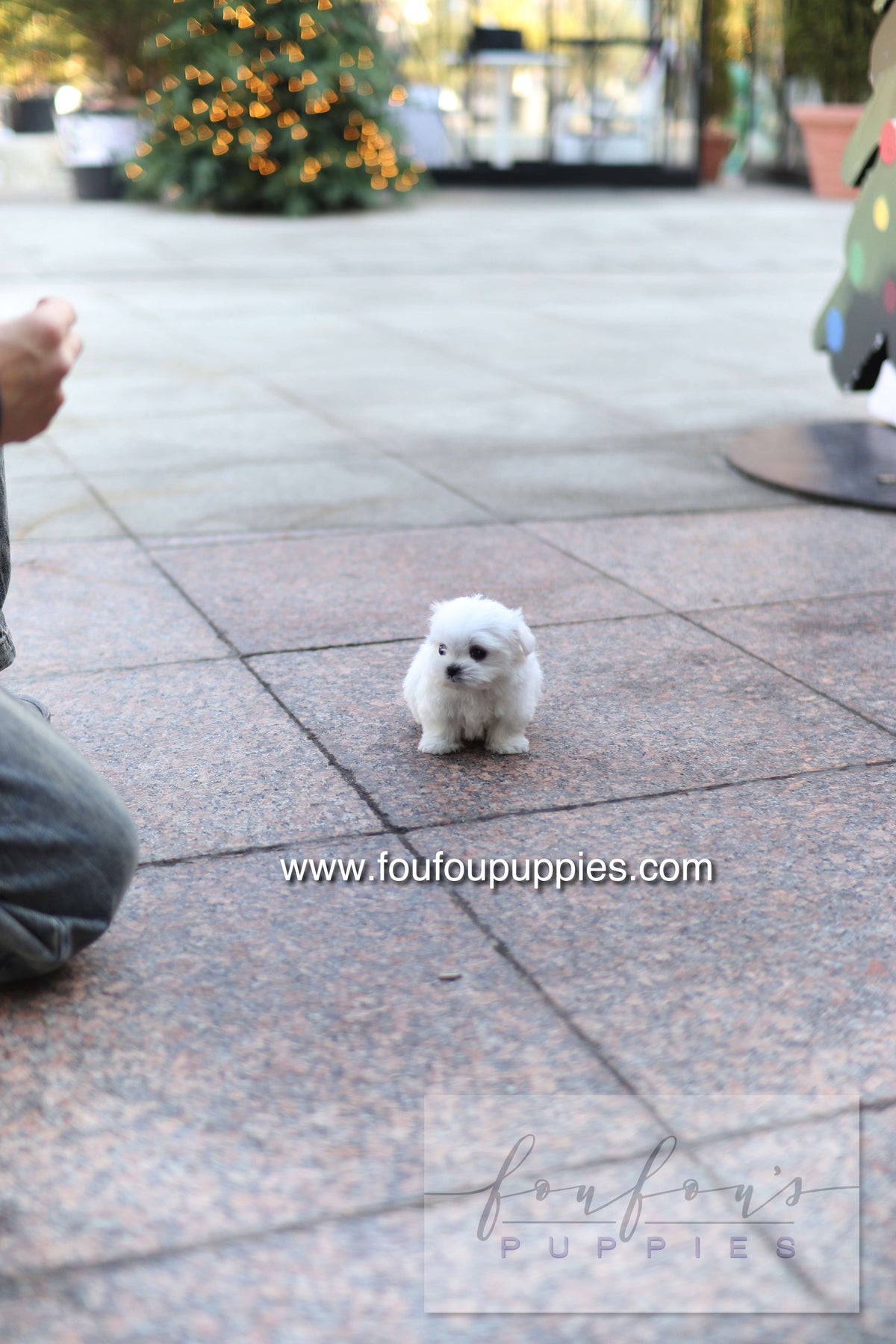 Milly - Maltese F.