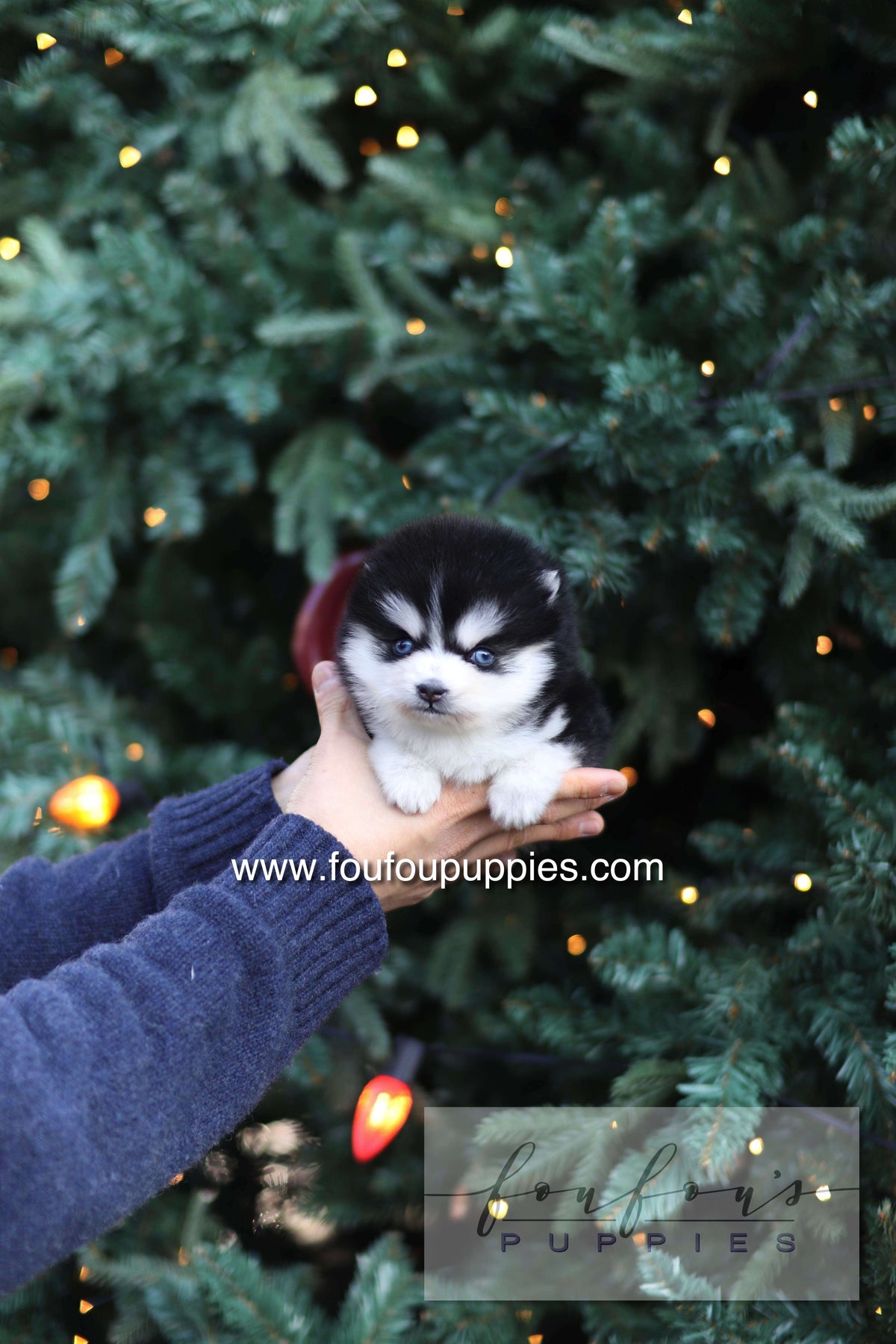 Sky - Pomsky F.