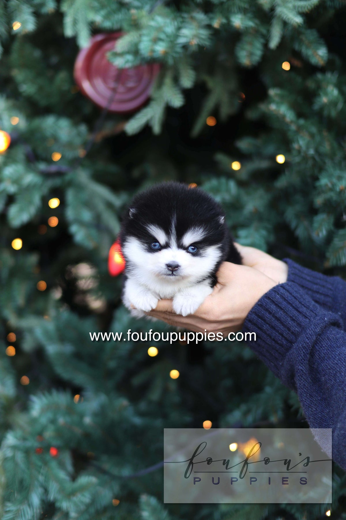 Sky - Pomsky F.