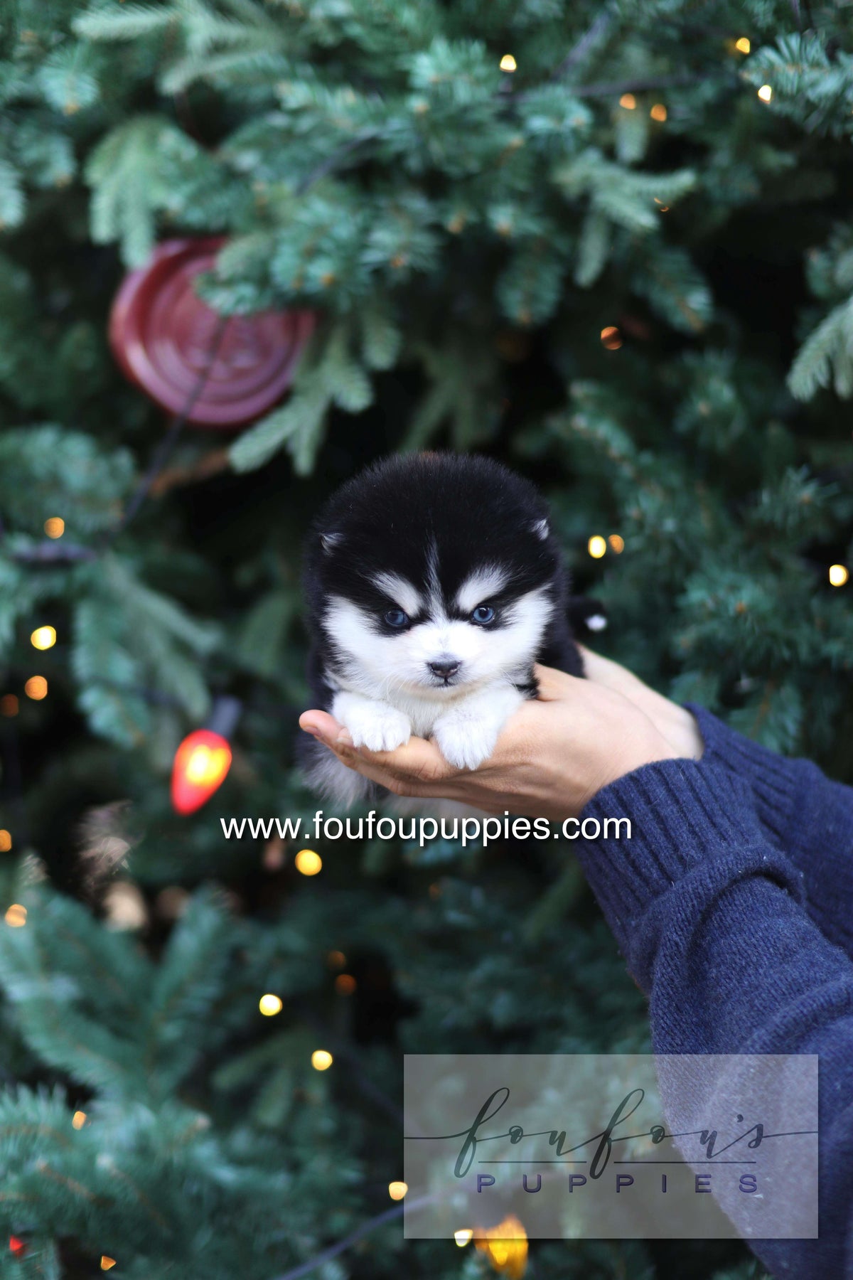 Sky - Pomsky F.