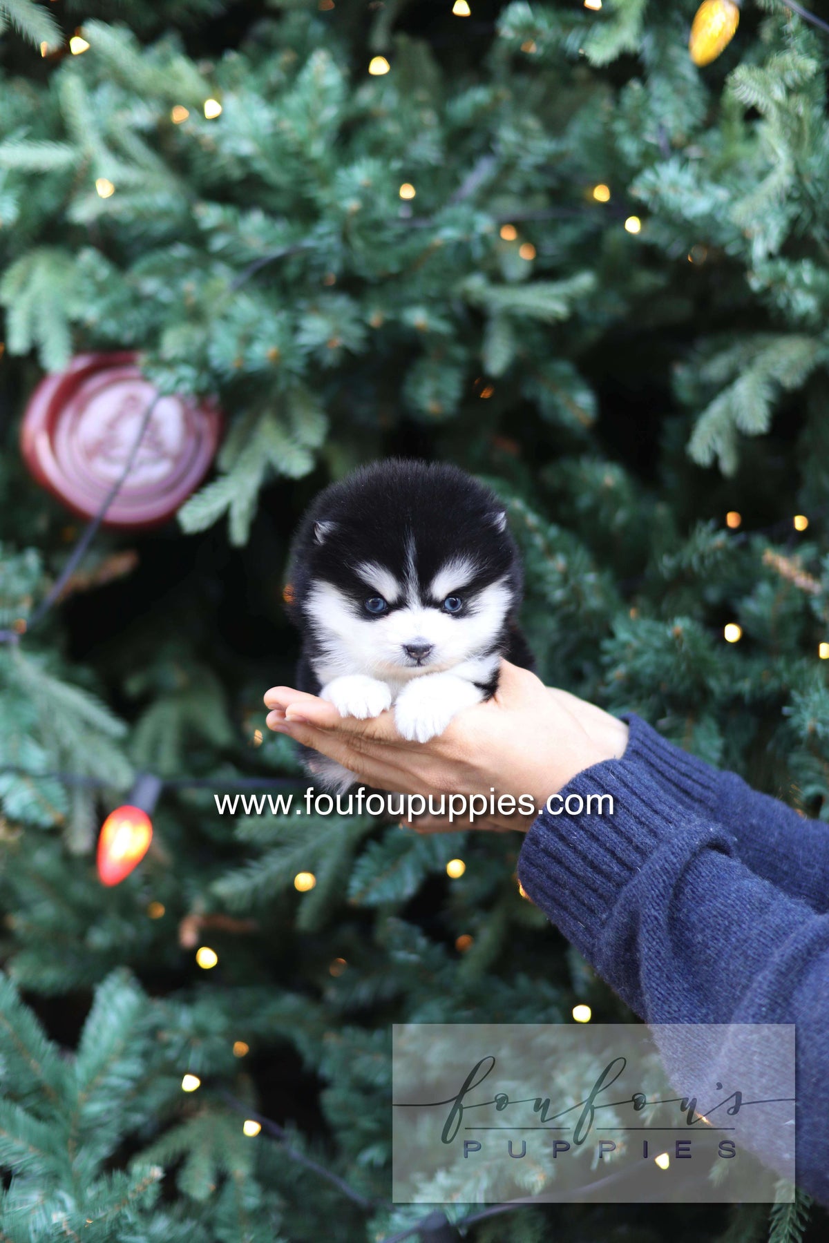 Sky - Pomsky F.