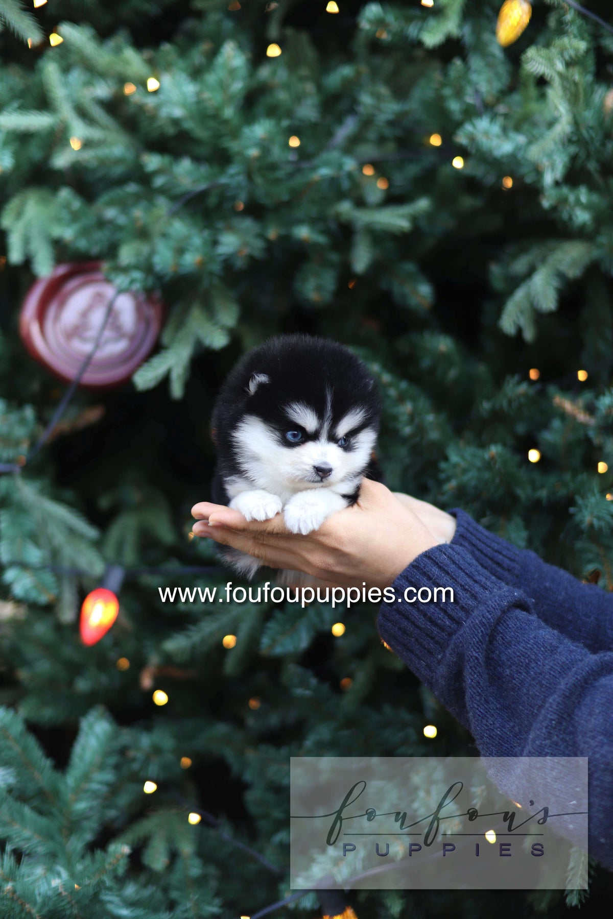 Sky - Pomsky F.