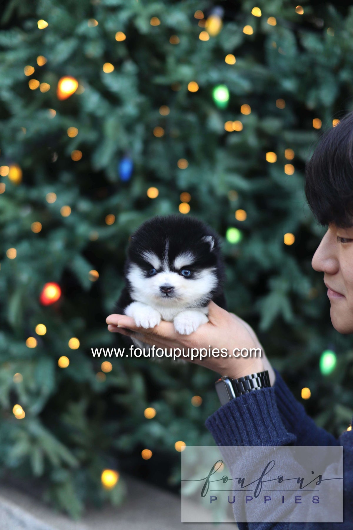 Sky - Pomsky F.