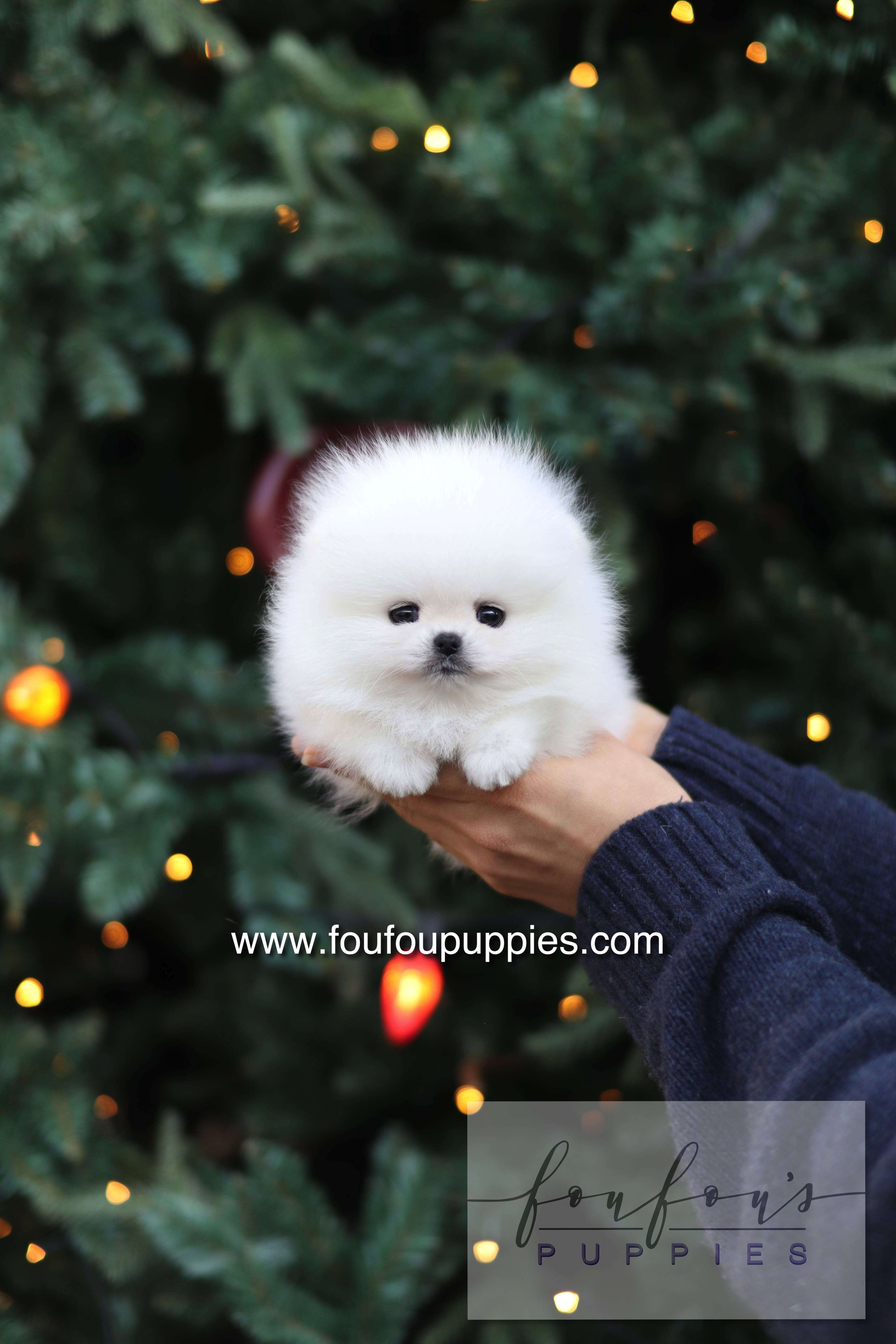 Noémie - Pomeranian F.
