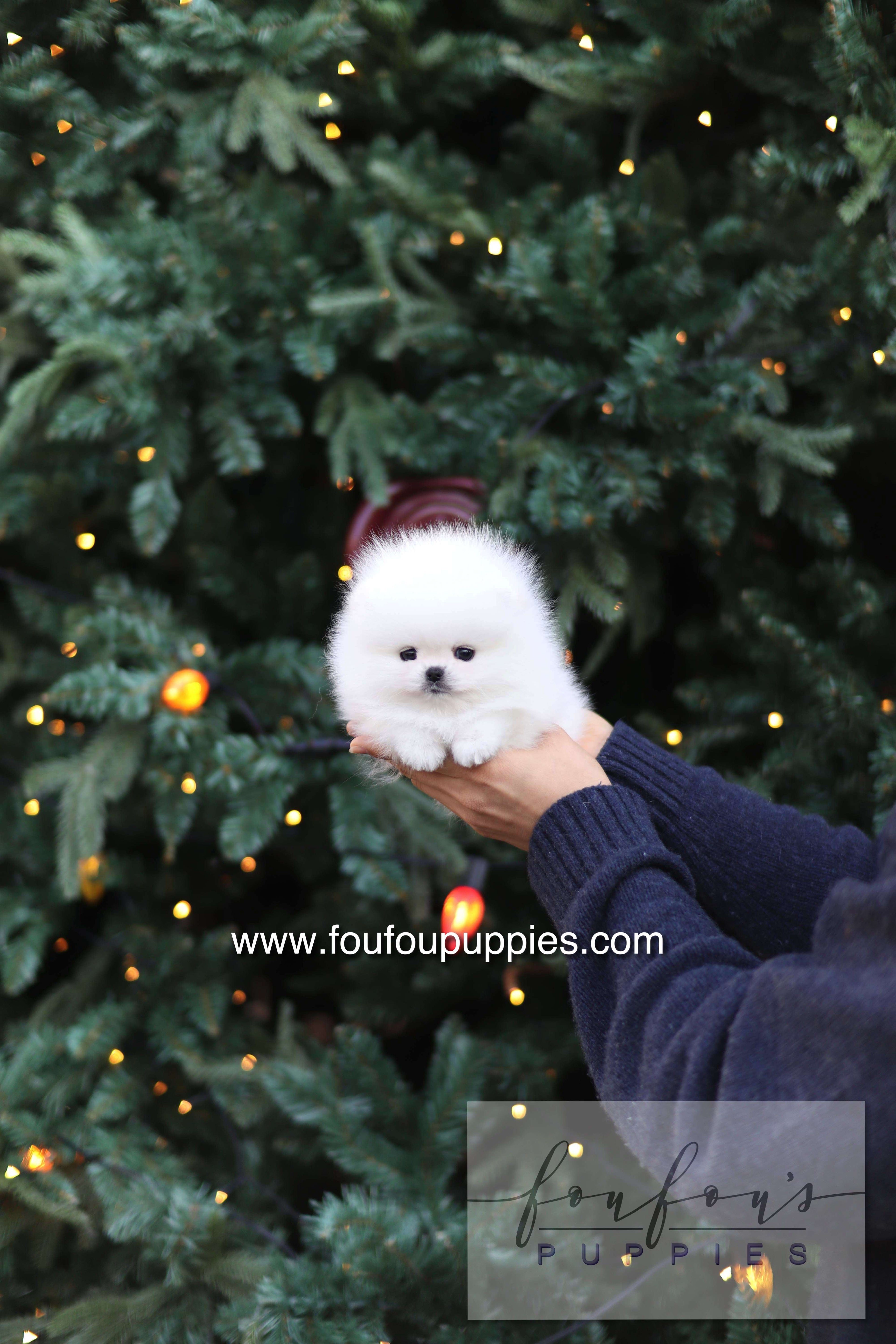 Noémie - Pomeranian F.
