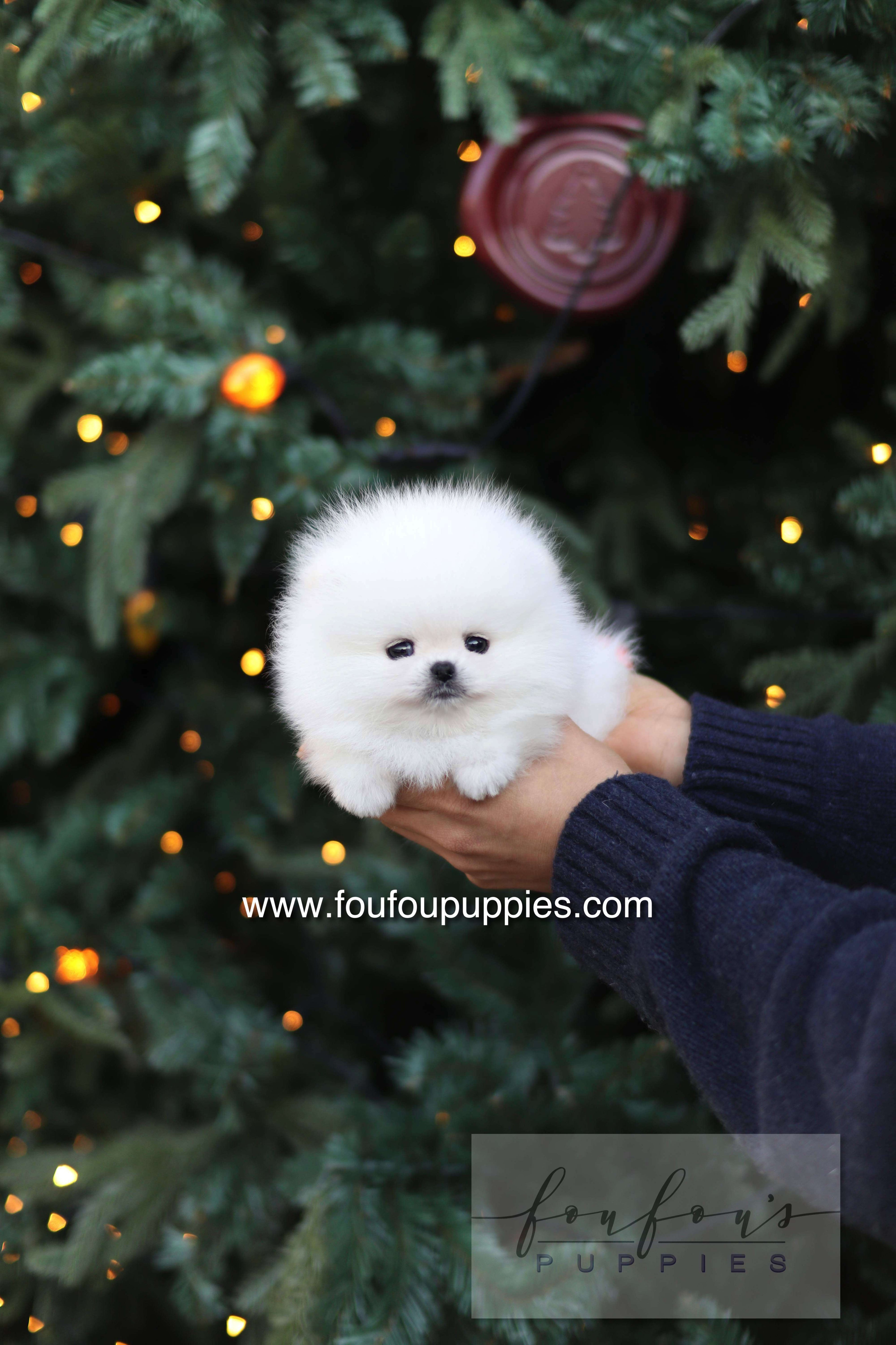 Noémie - Pomeranian F.