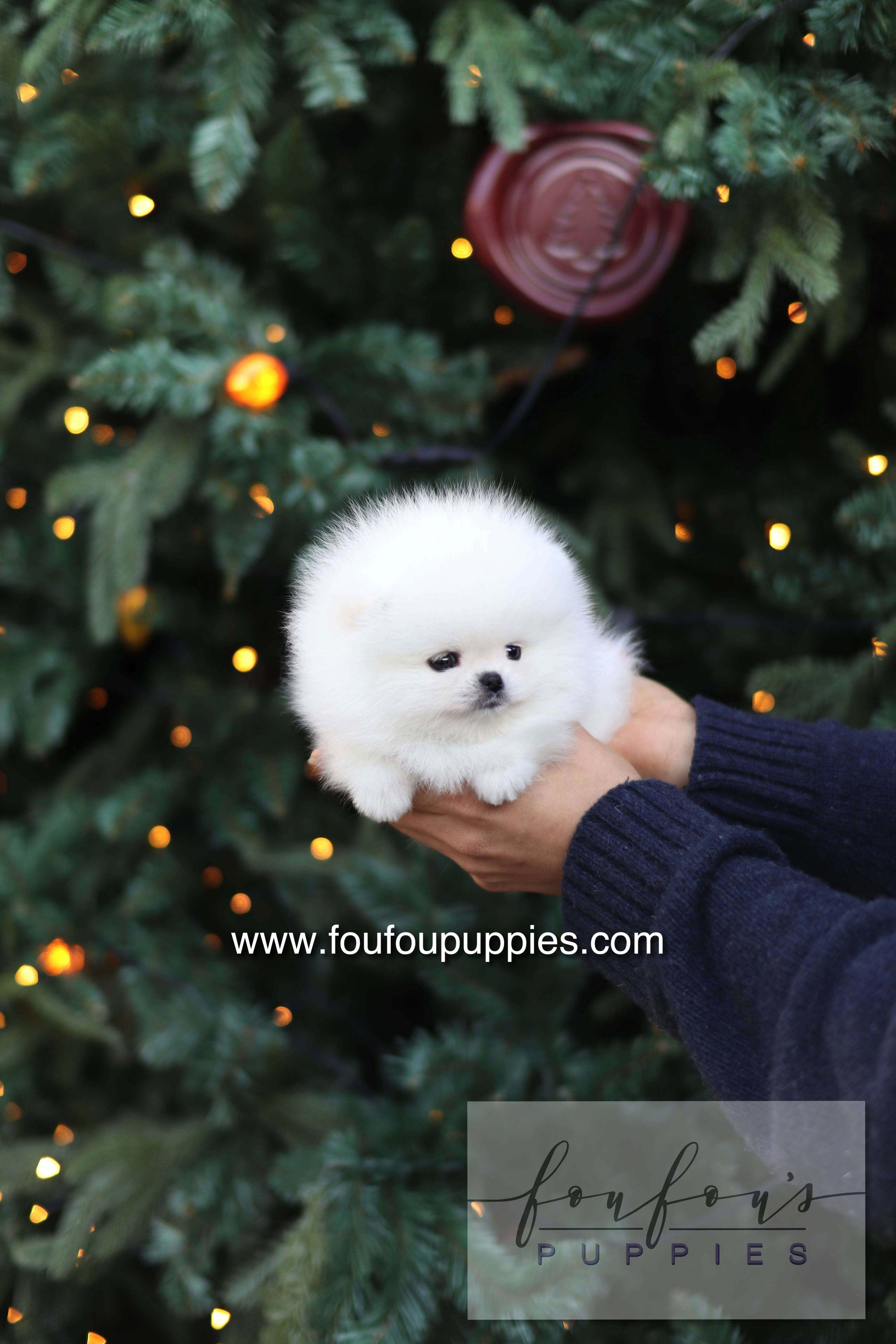 Noémie - Pomeranian F.
