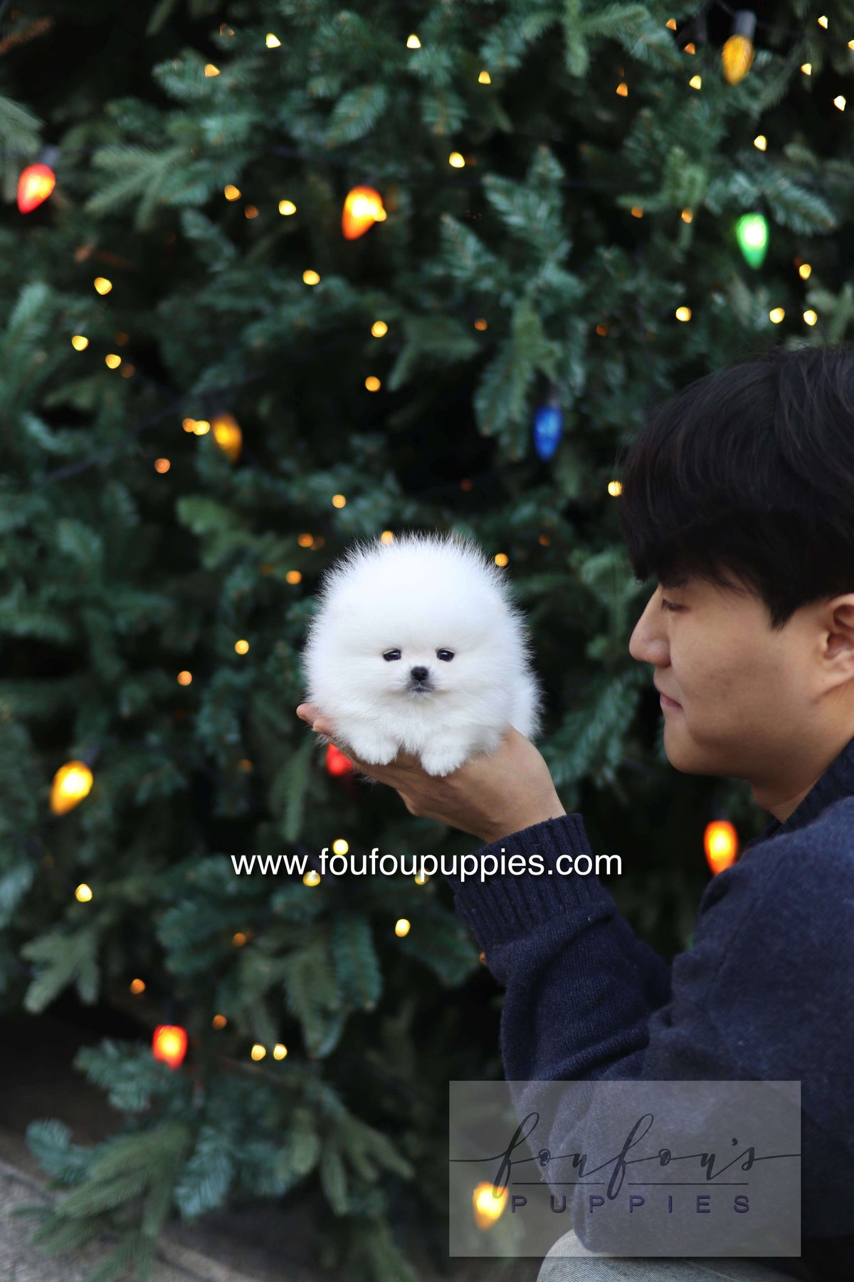 Noémie - Pomeranian F.