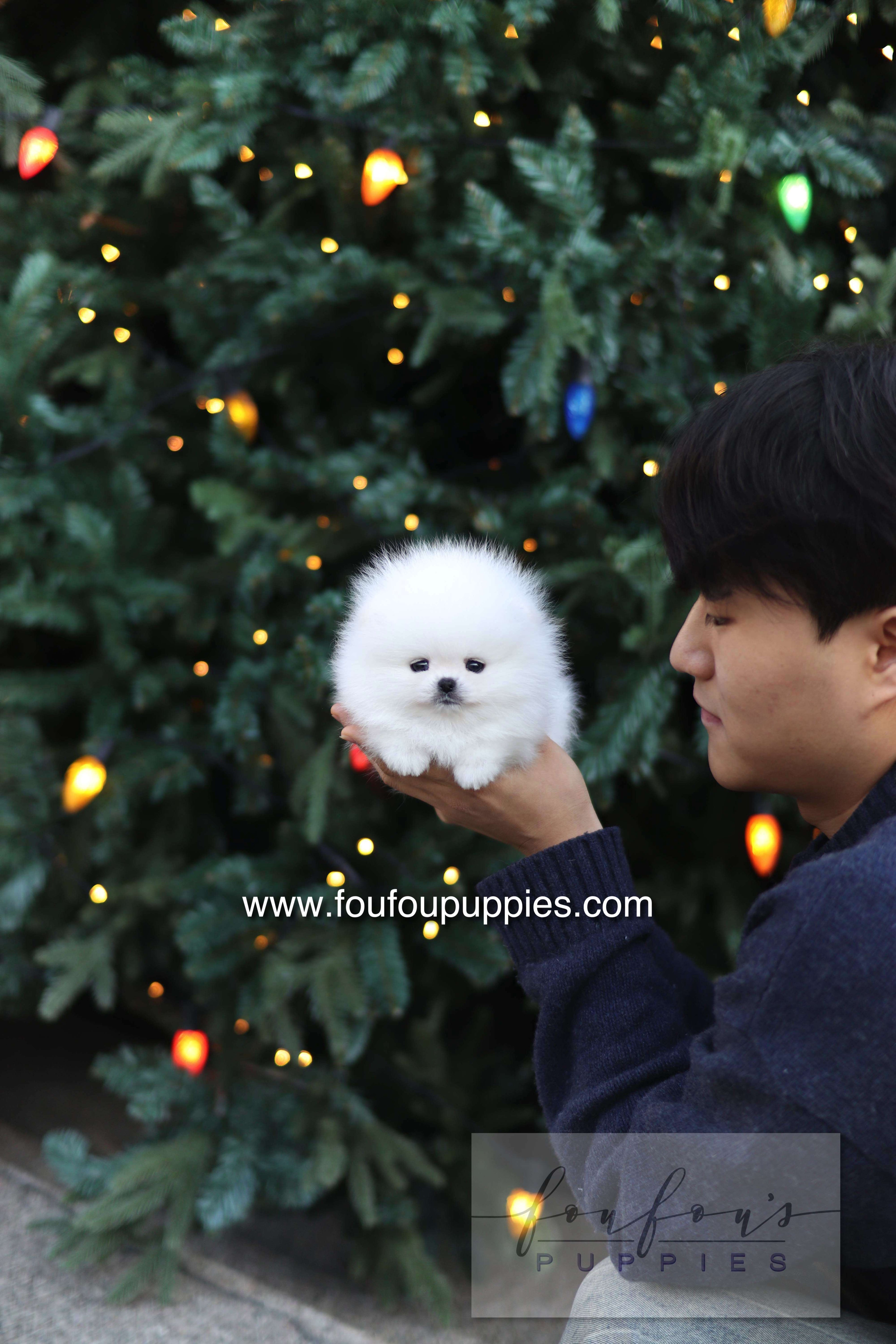 Noémie - Pomeranian F.