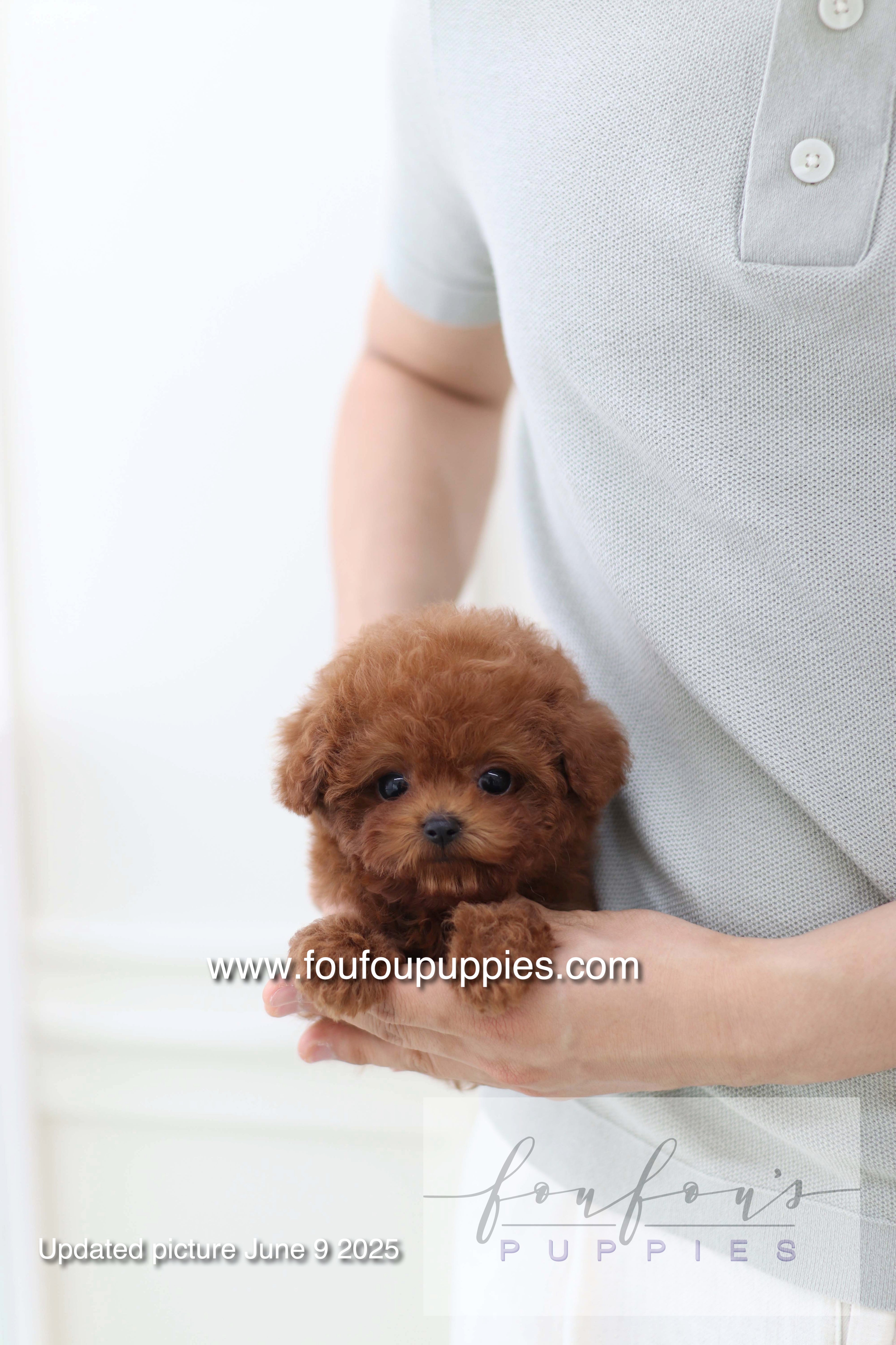 Koni - Poodle M.