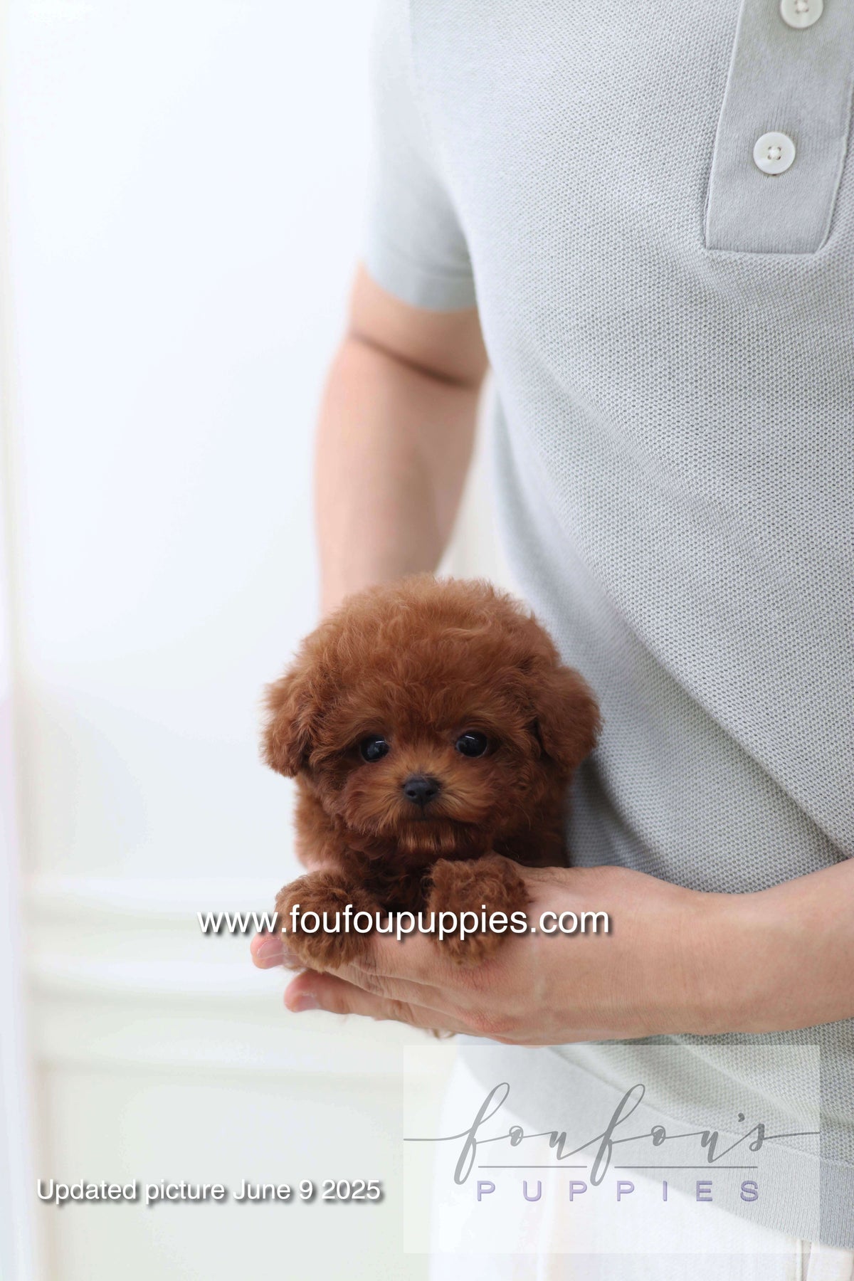 Koni - Poodle M.