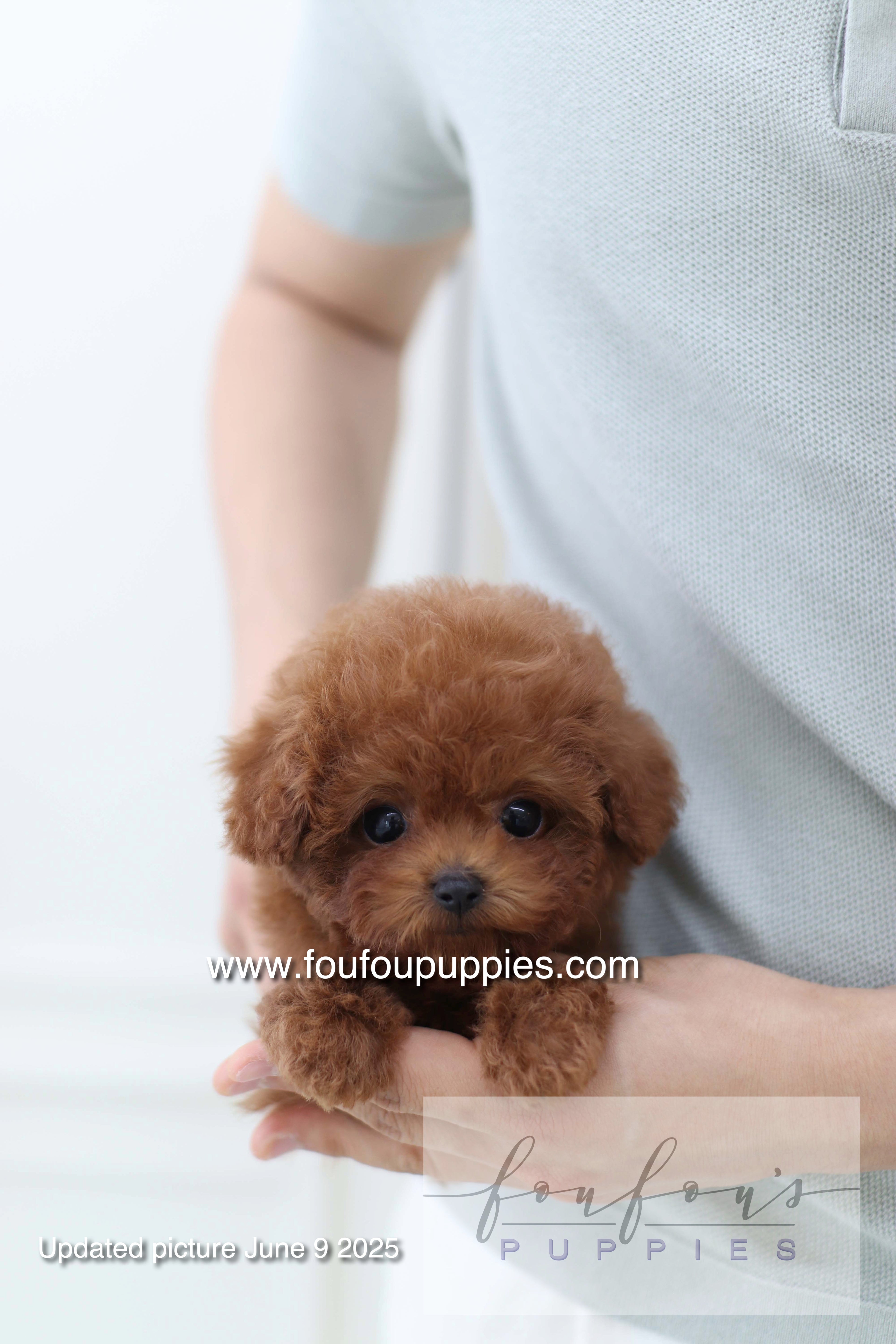 Koni - Poodle M.