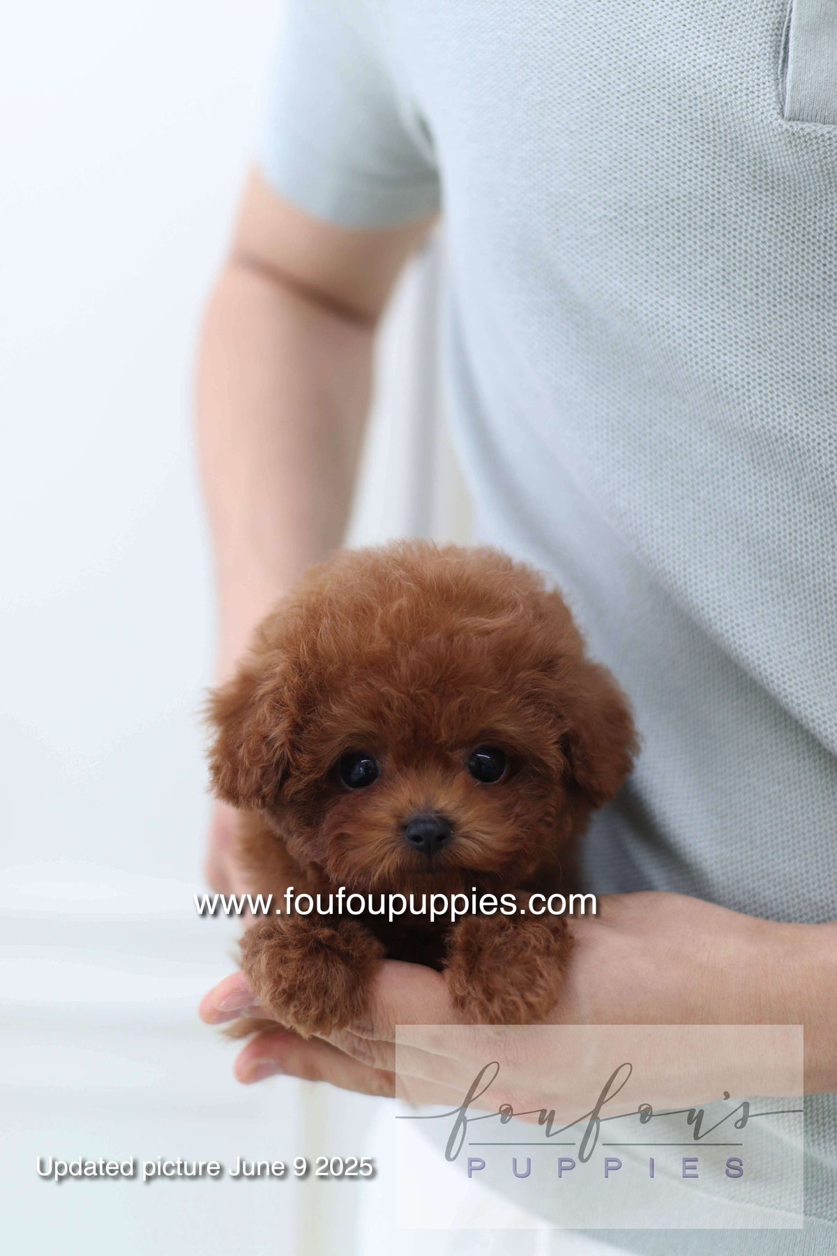 Koni - Poodle M.