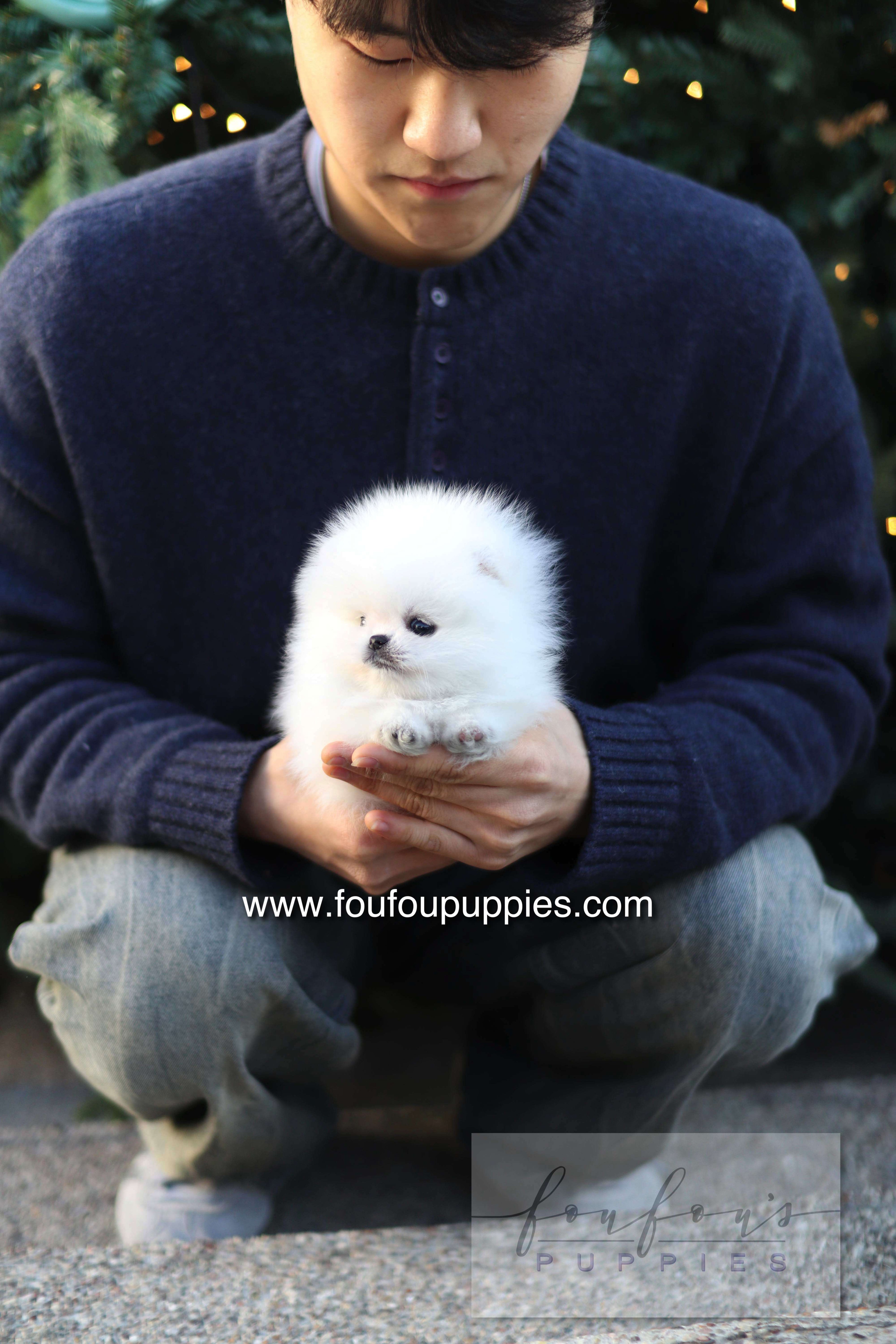 Noémie - Pomeranian F.