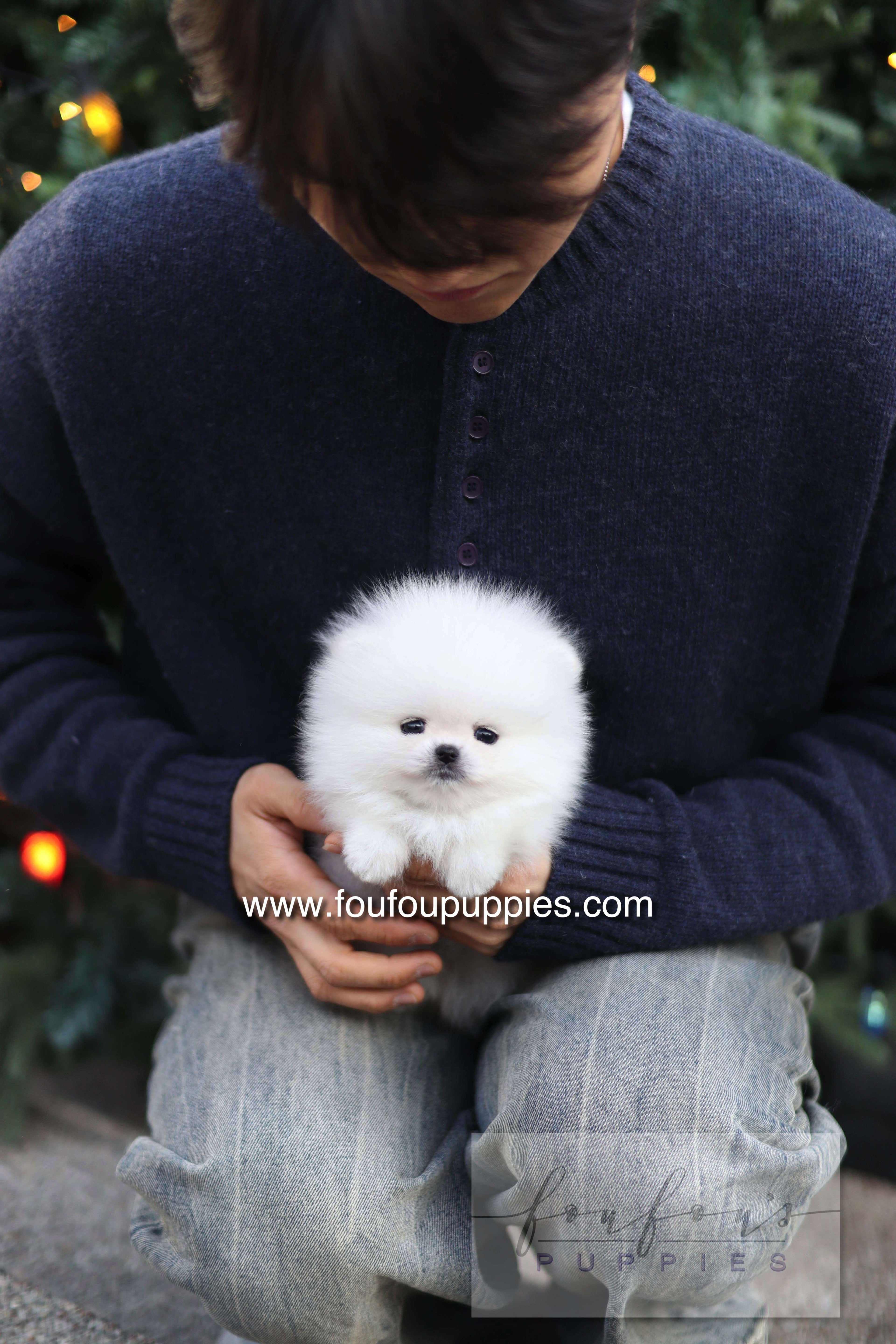 Noémie - Pomeranian F.