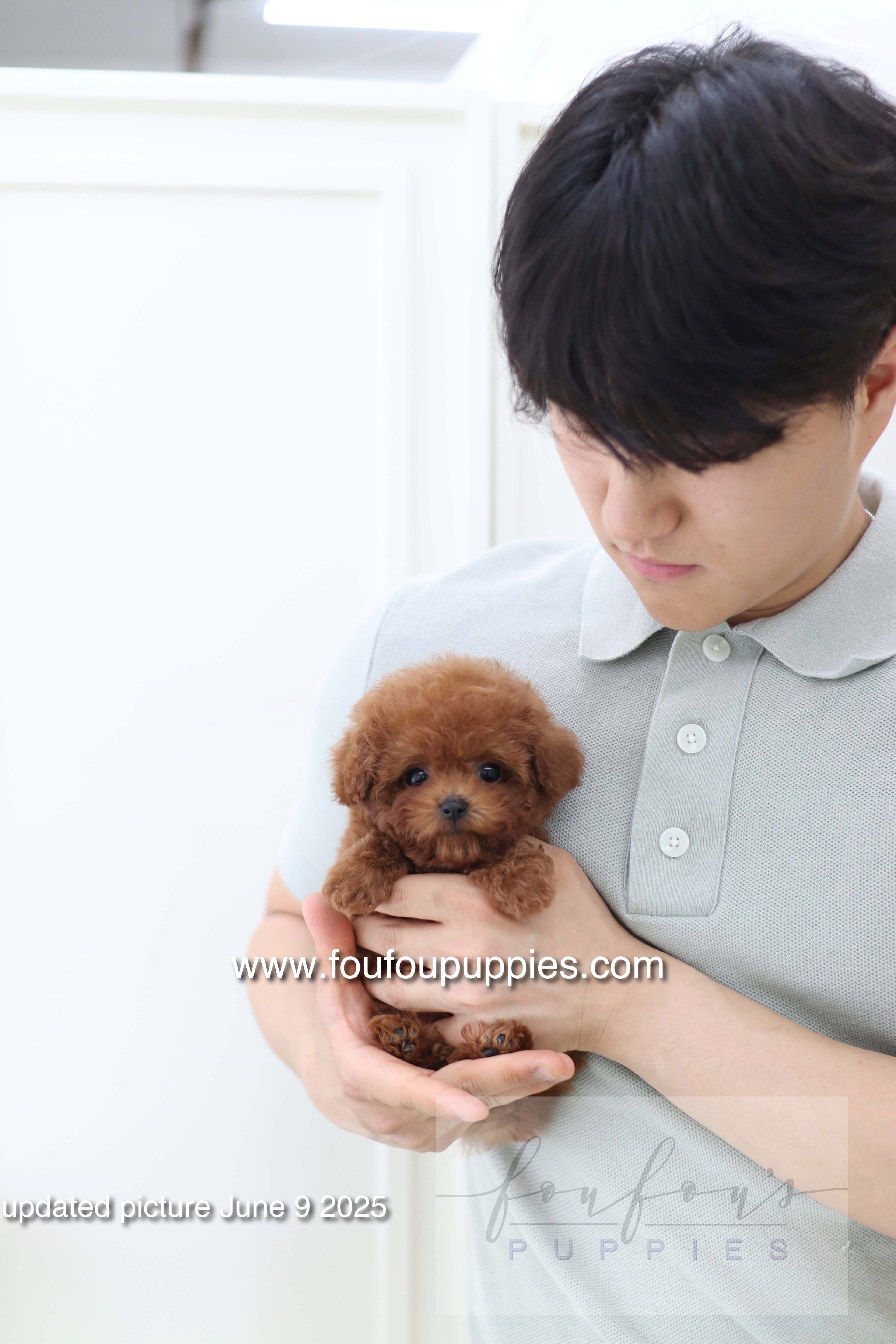Koni - Poodle M.