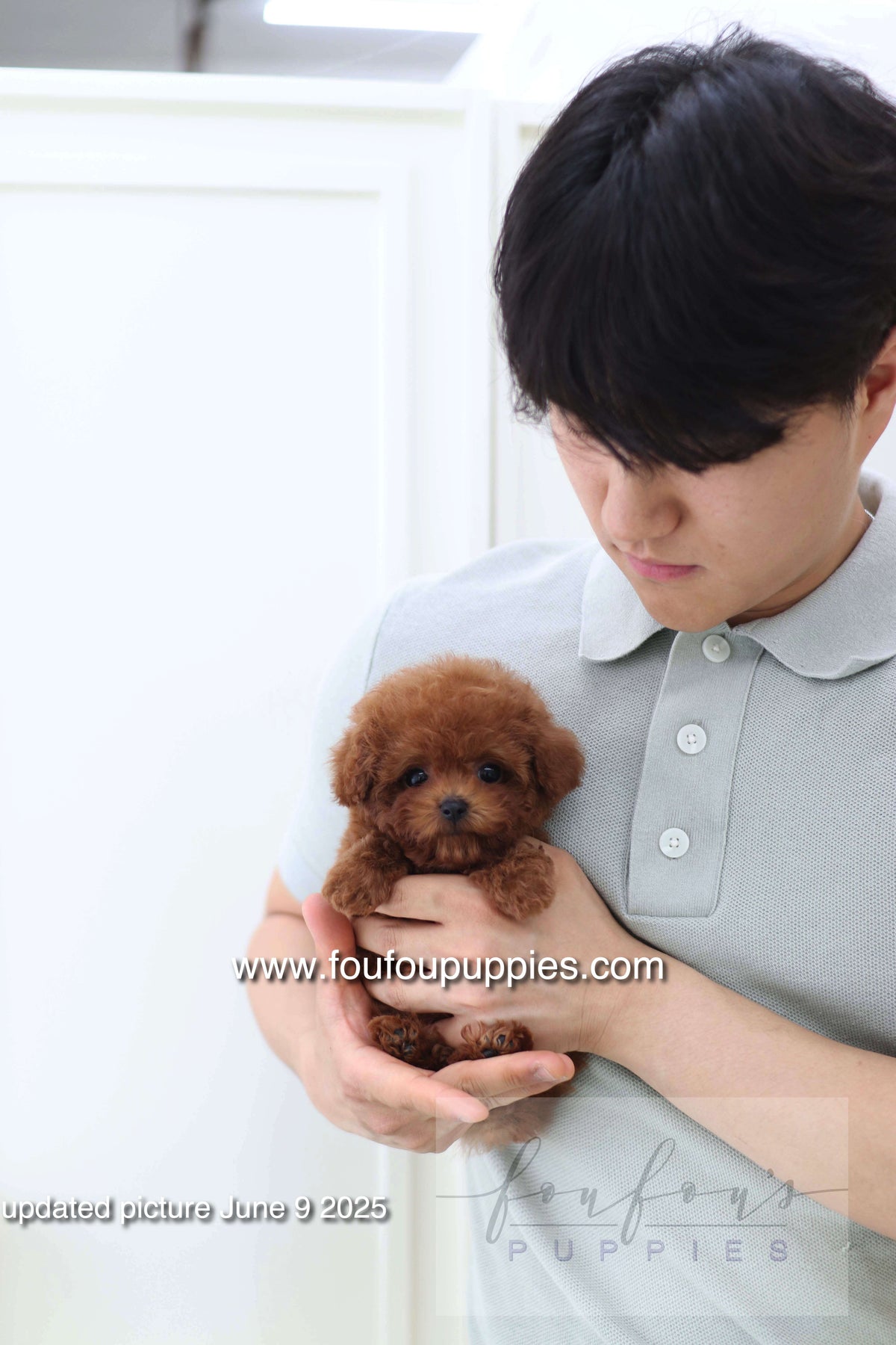 Koni - Poodle M.