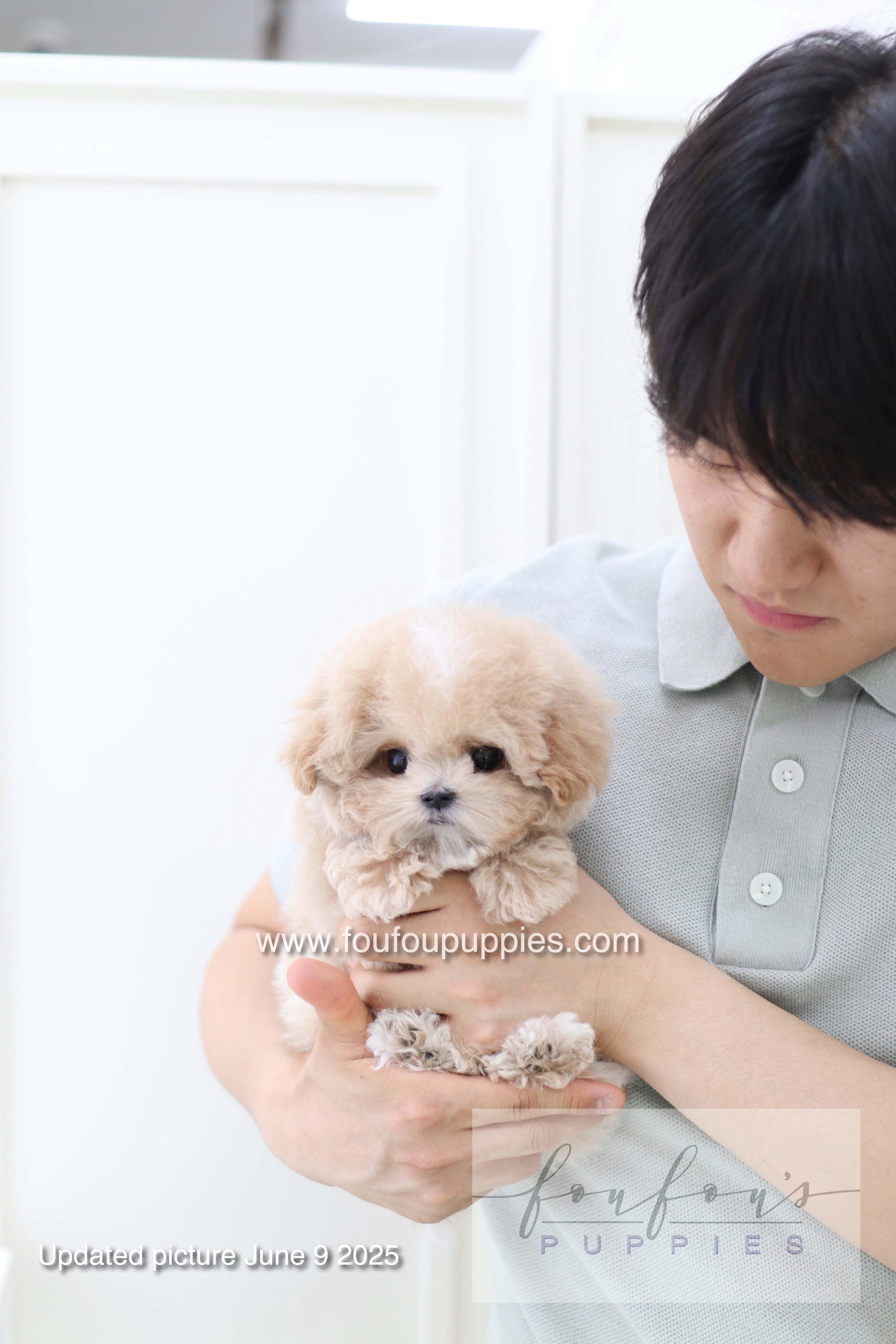 Haru - Maltipoo M.
