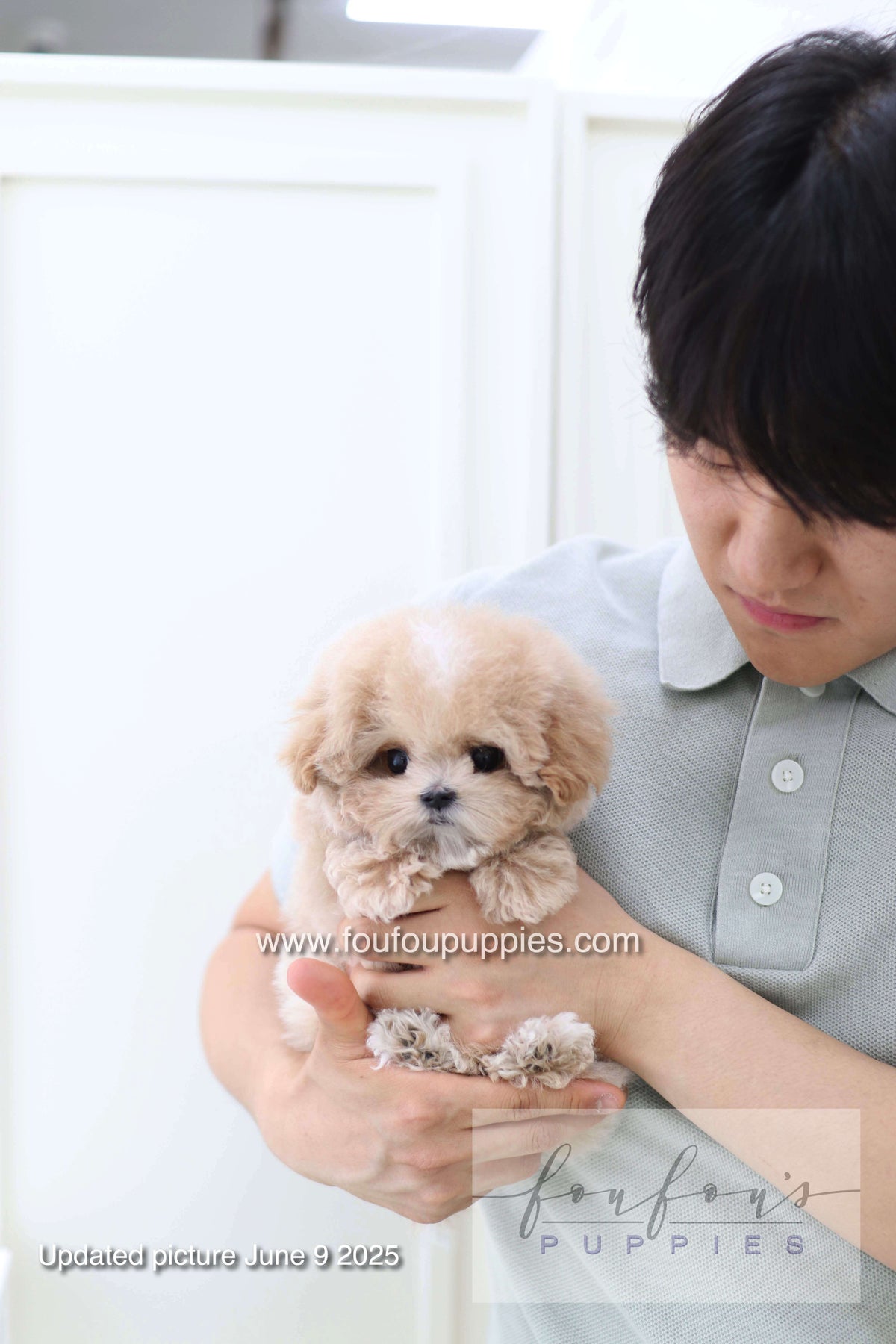 Haru - Maltipoo M.