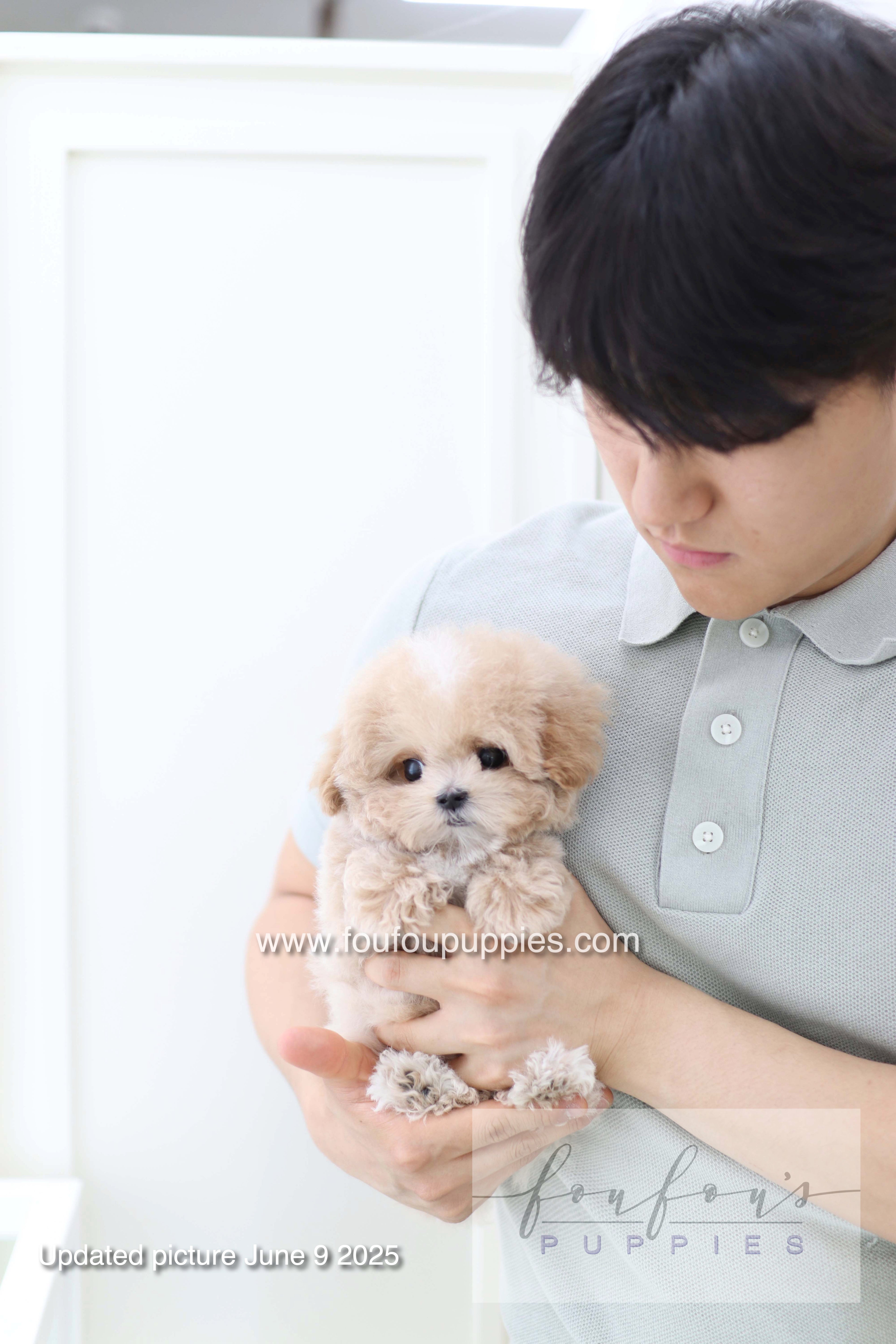 Haru - Maltipoo M.