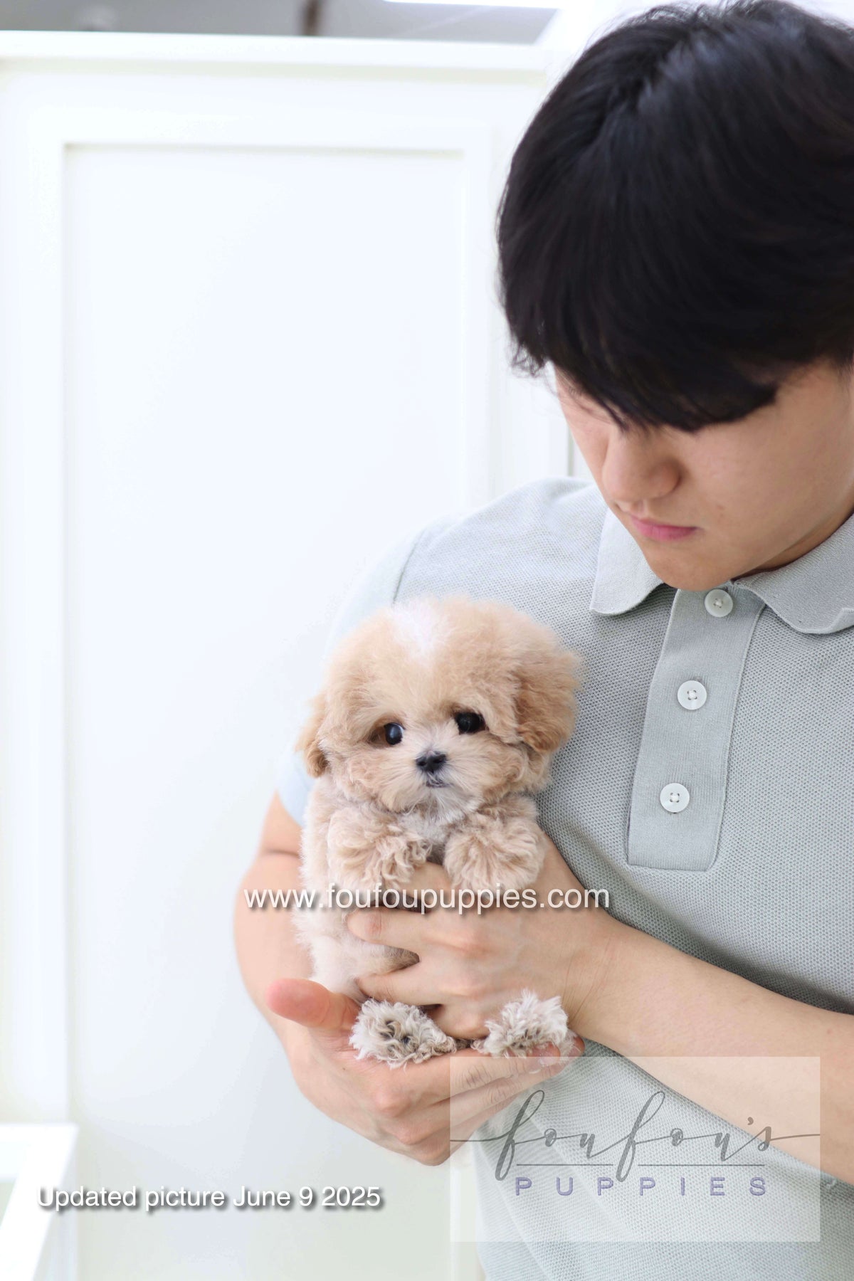Haru - Maltipoo M.