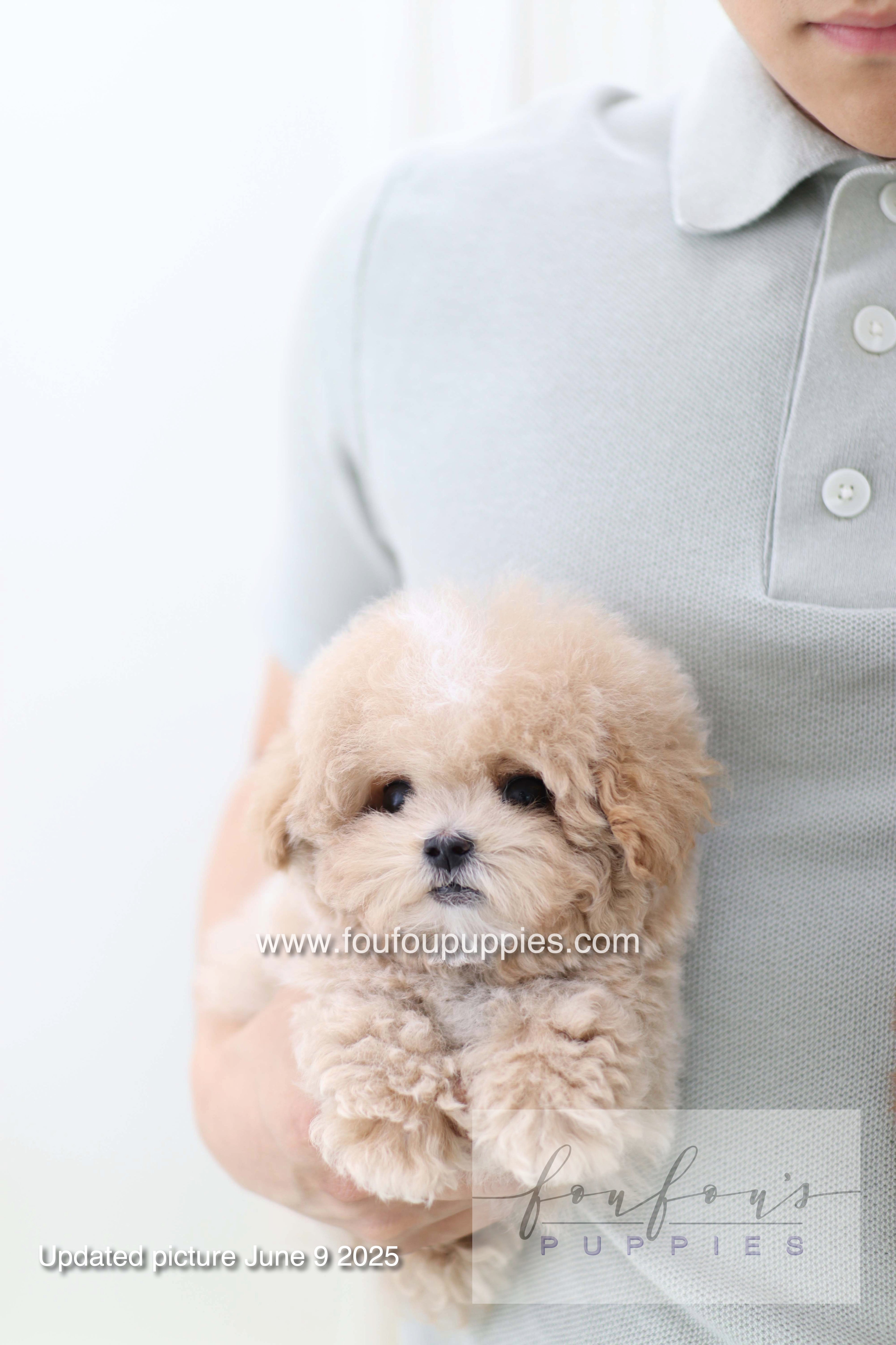 Haru - Maltipoo M.