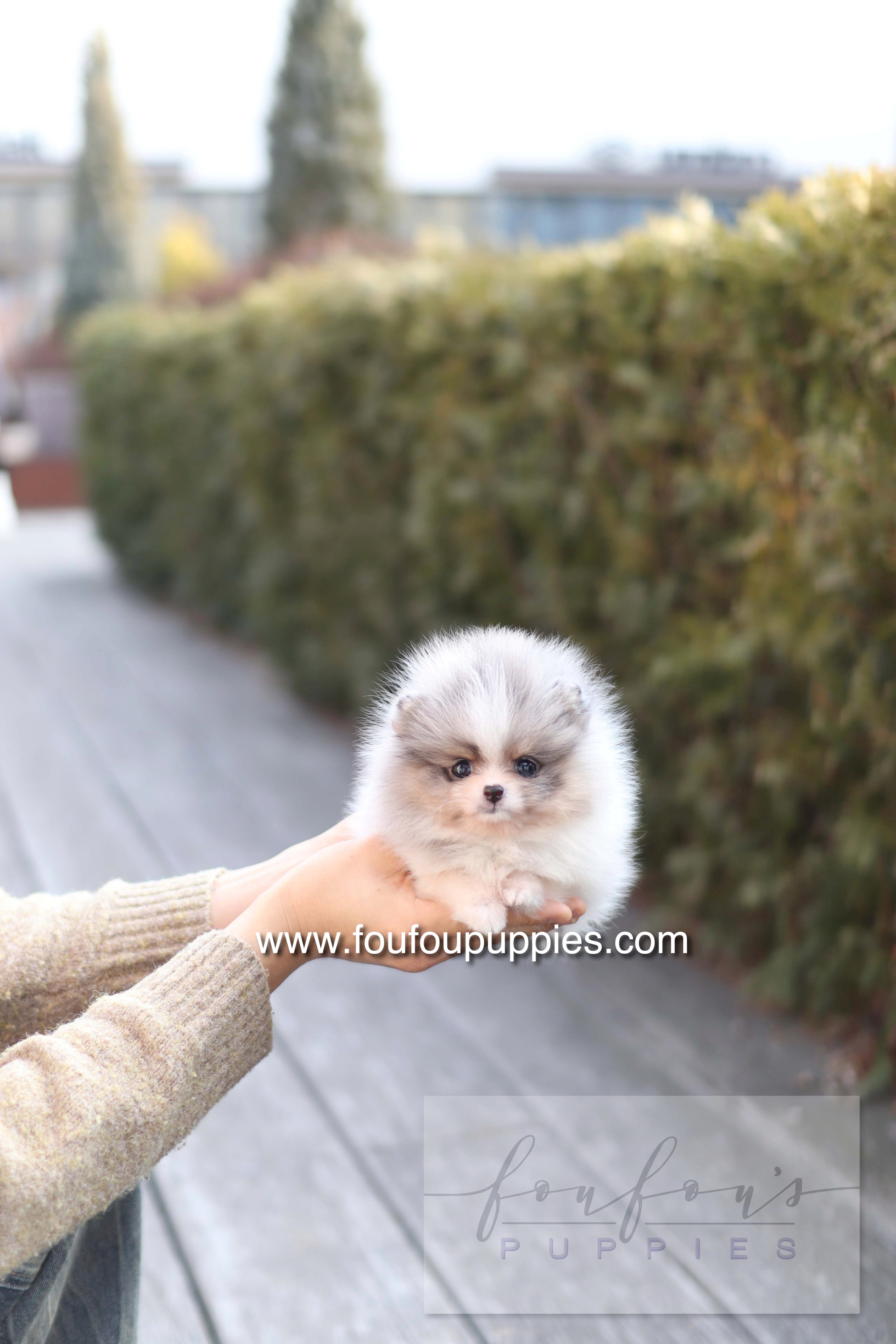 Mae - Pomeranian F.