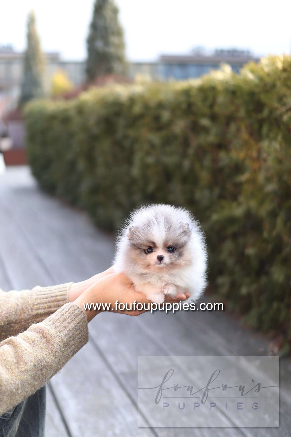 Mae - Pomeranian F.