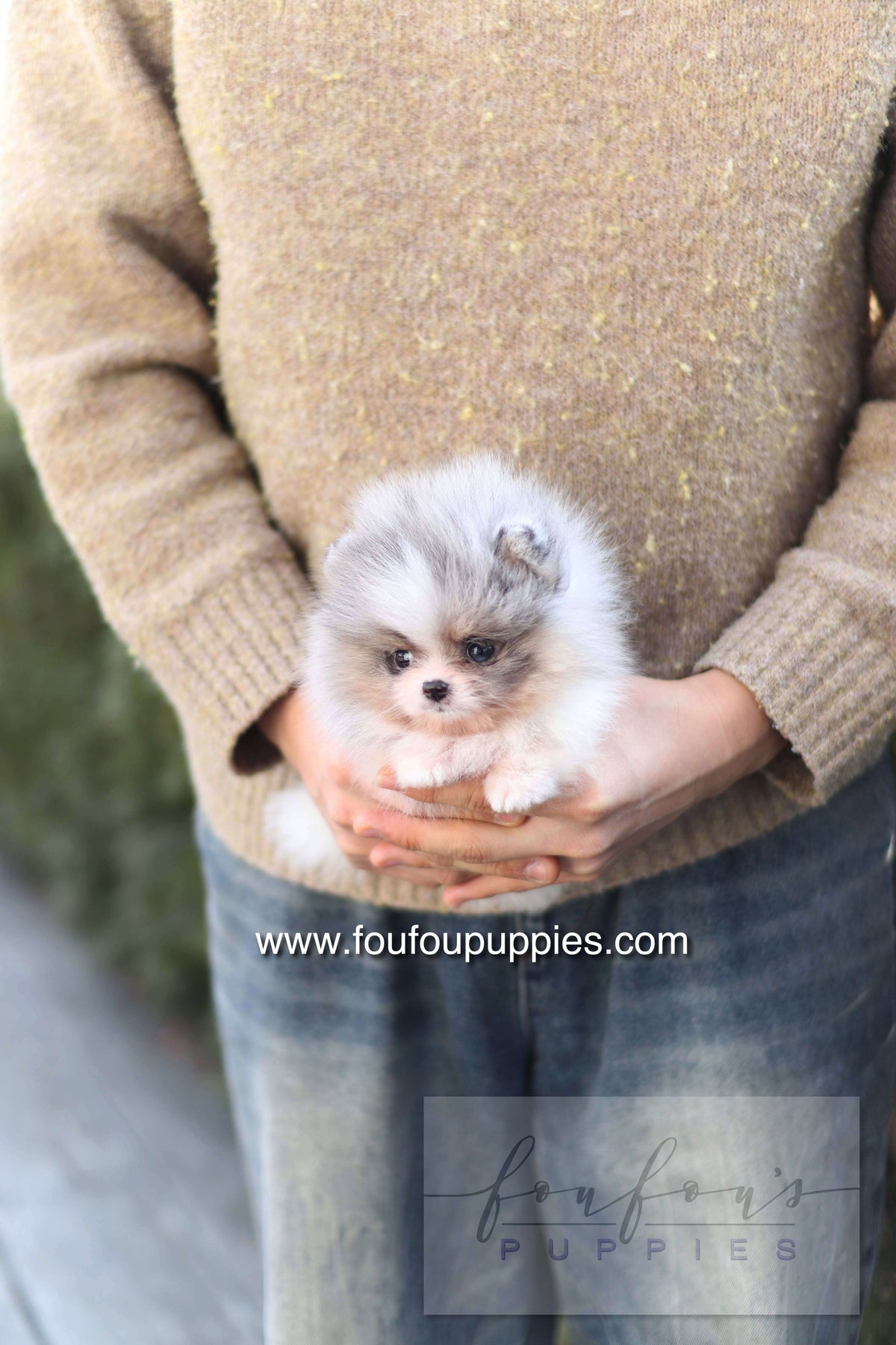 Mae - Pomeranian F.