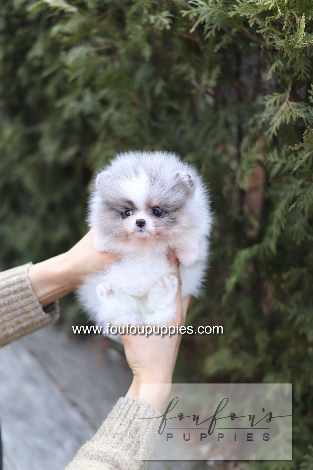 Mae - Pomeranian F.