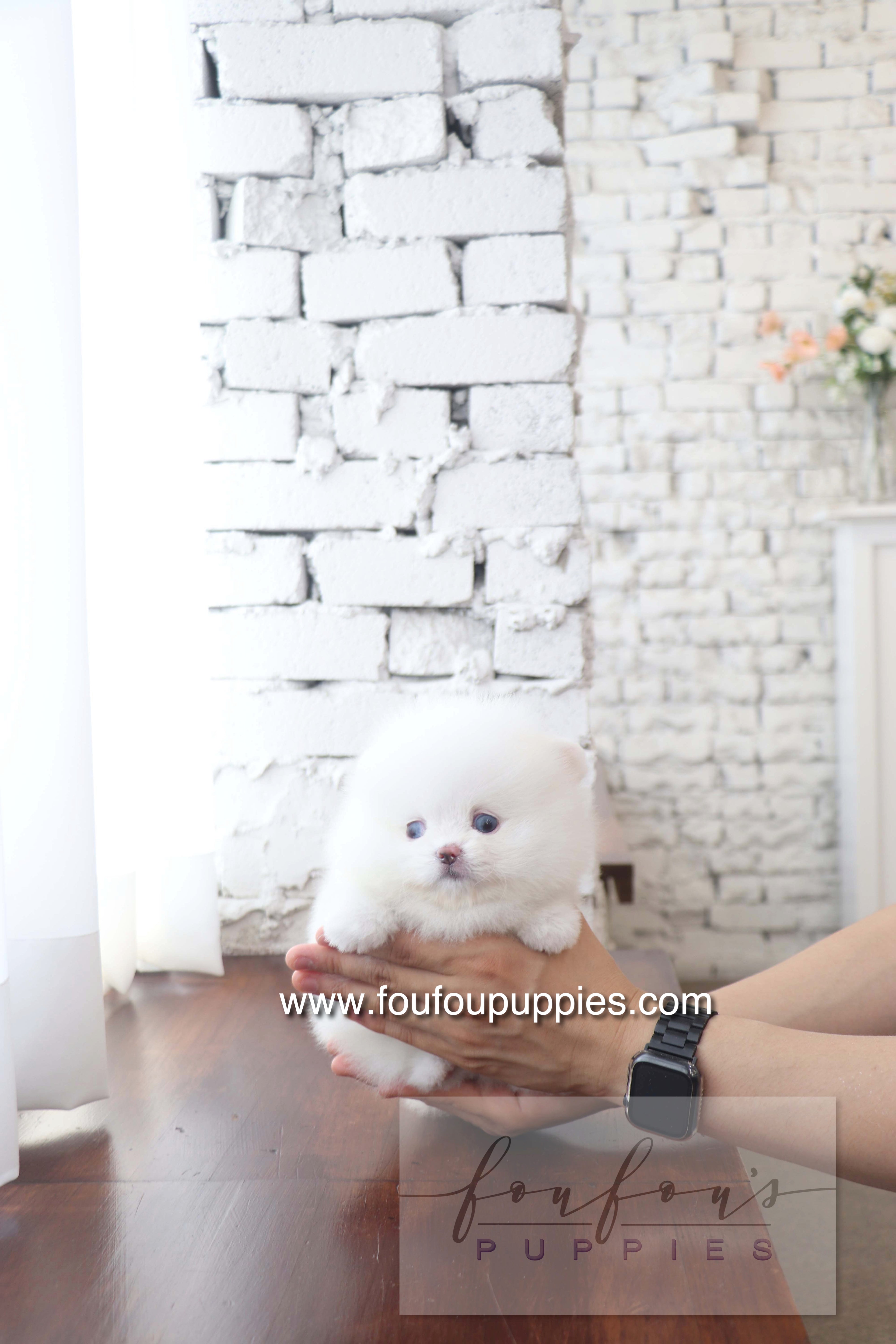 Nargil - Pomeranian M. (Blue eyes)