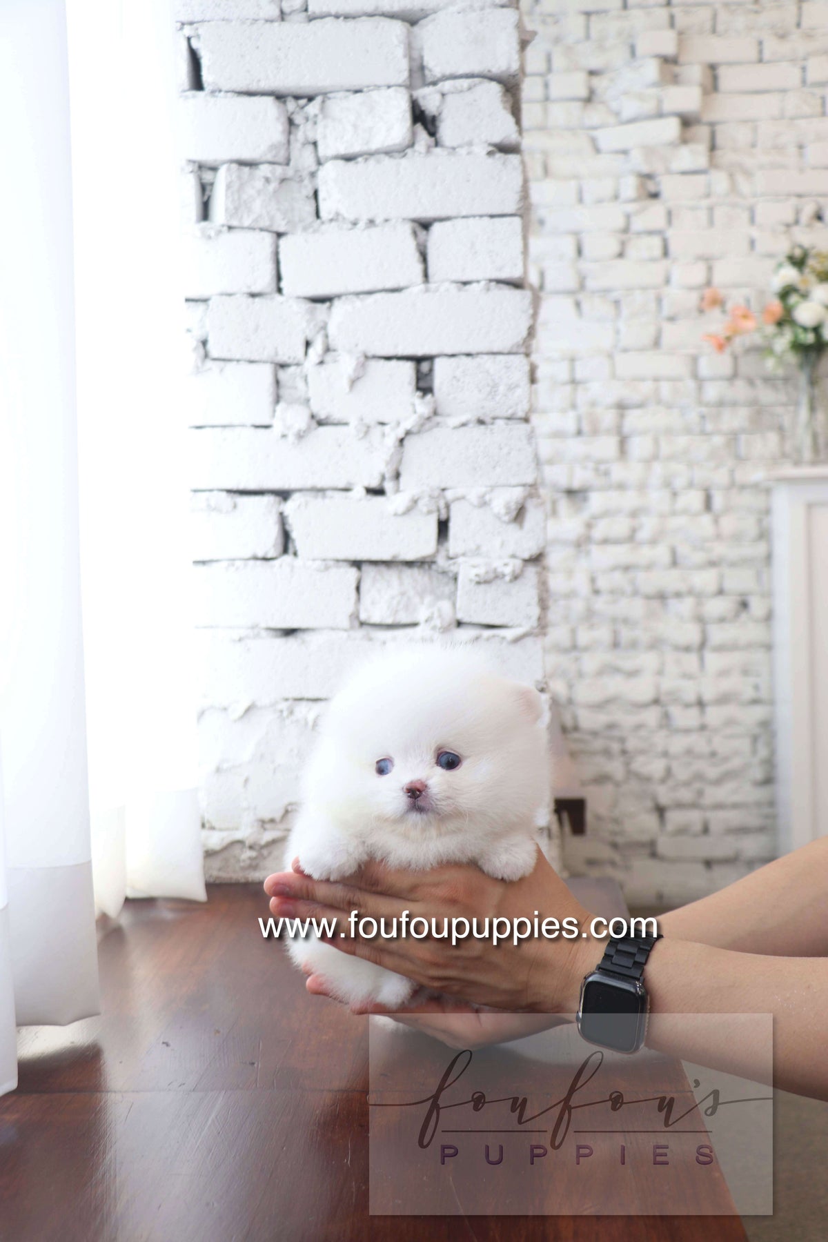Nargil - Pomeranian M. (Blue eyes)
