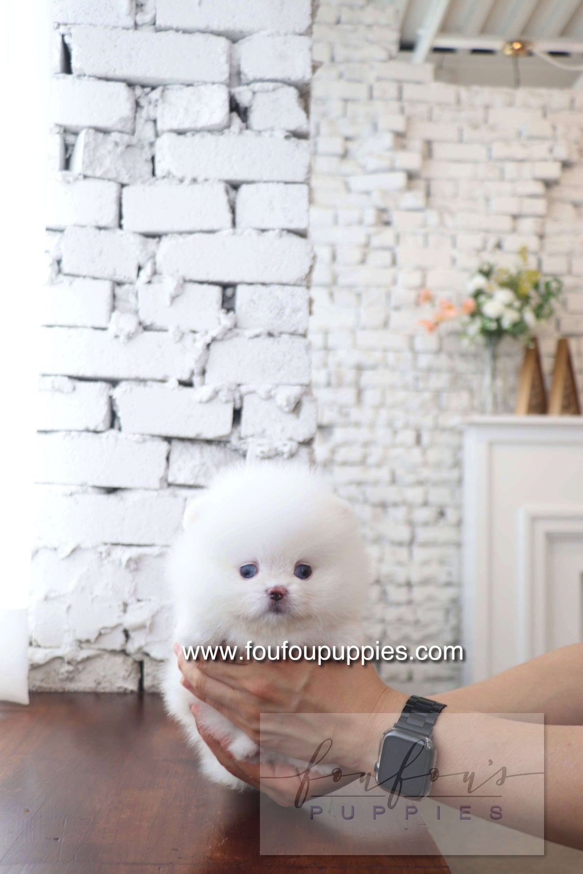 Nargil - Pomeranian M. (Blue eyes)