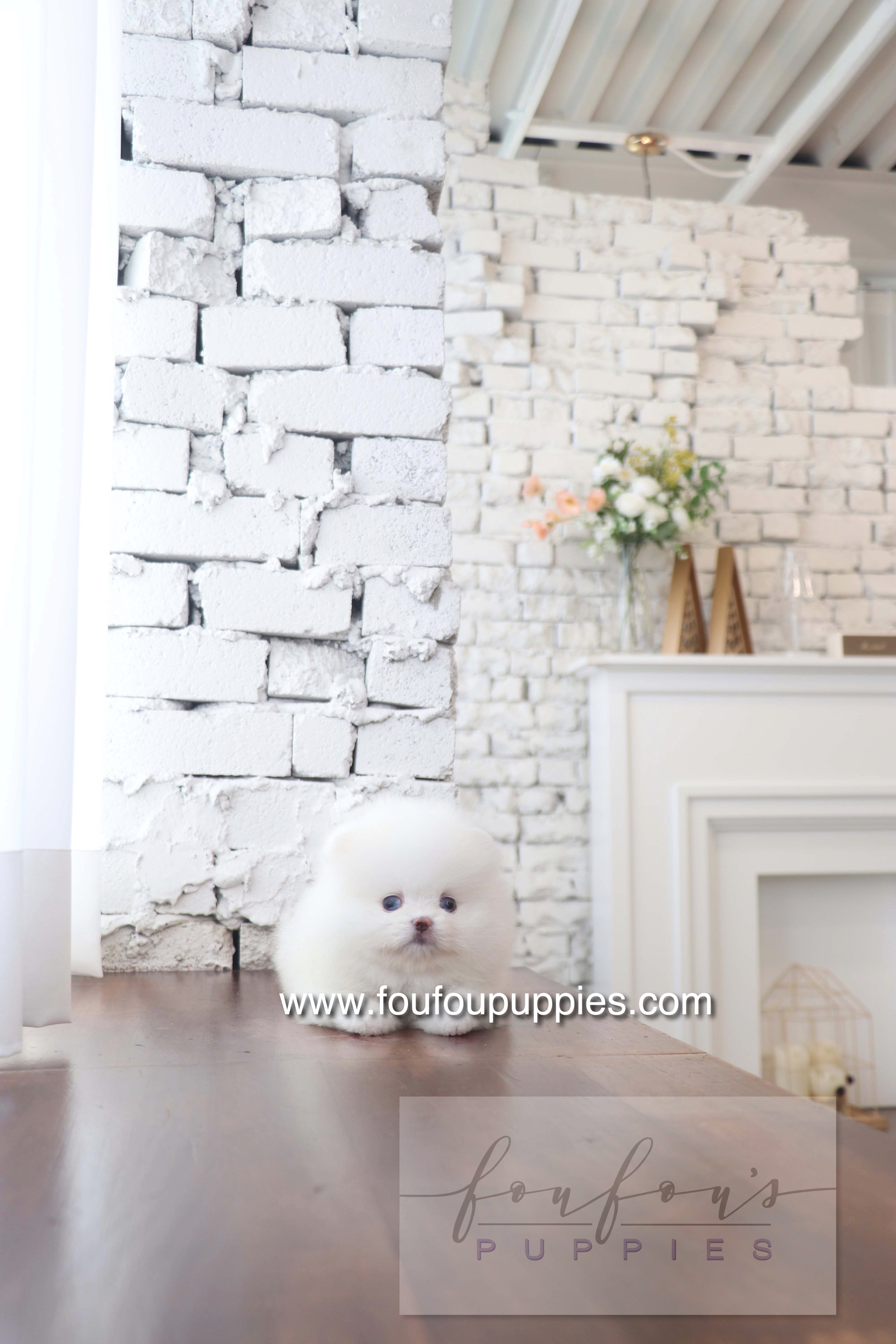 Nargil - Pomeranian M. (Blue eyes)