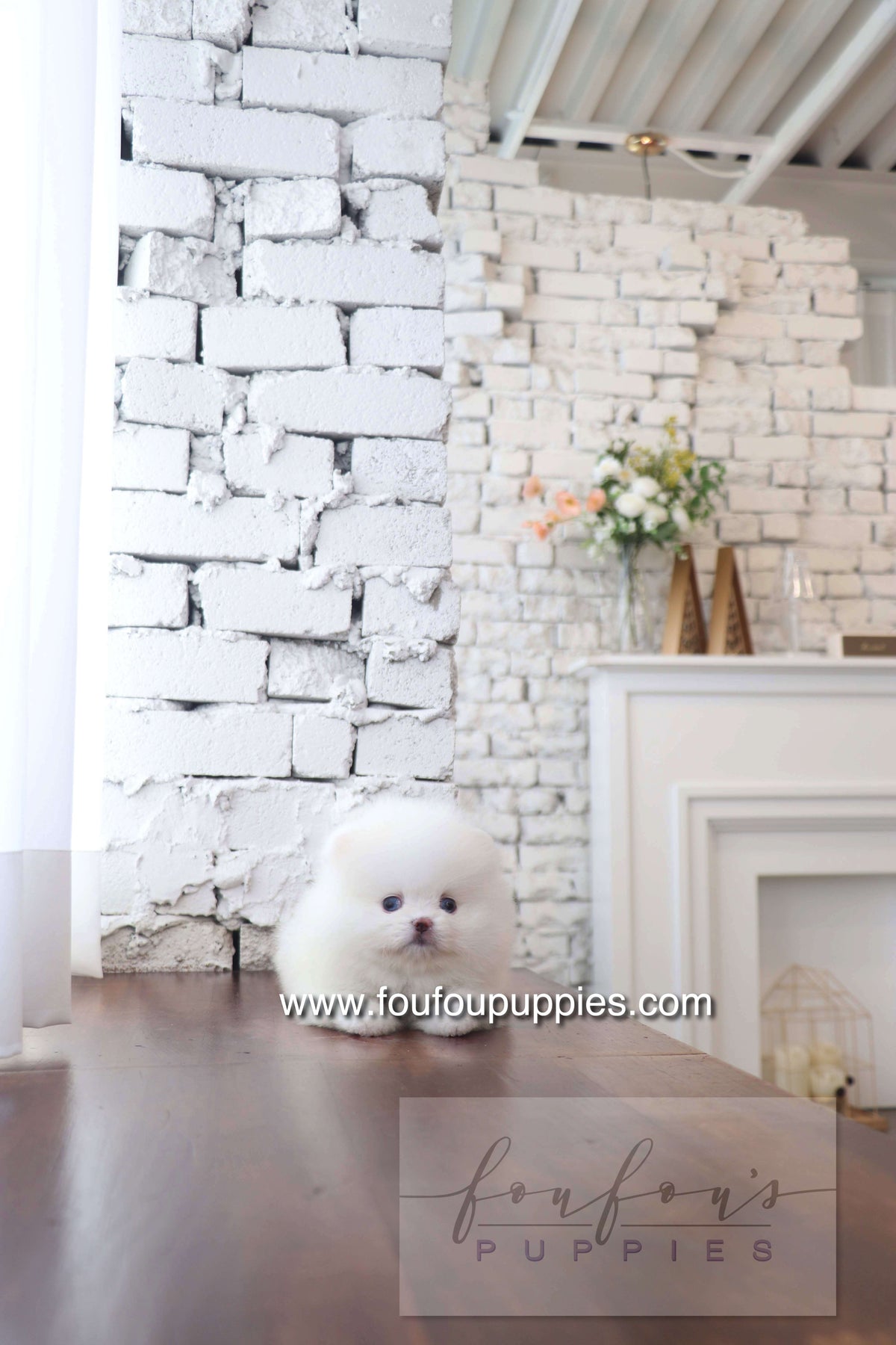 Nargil - Pomeranian M. (Blue eyes)
