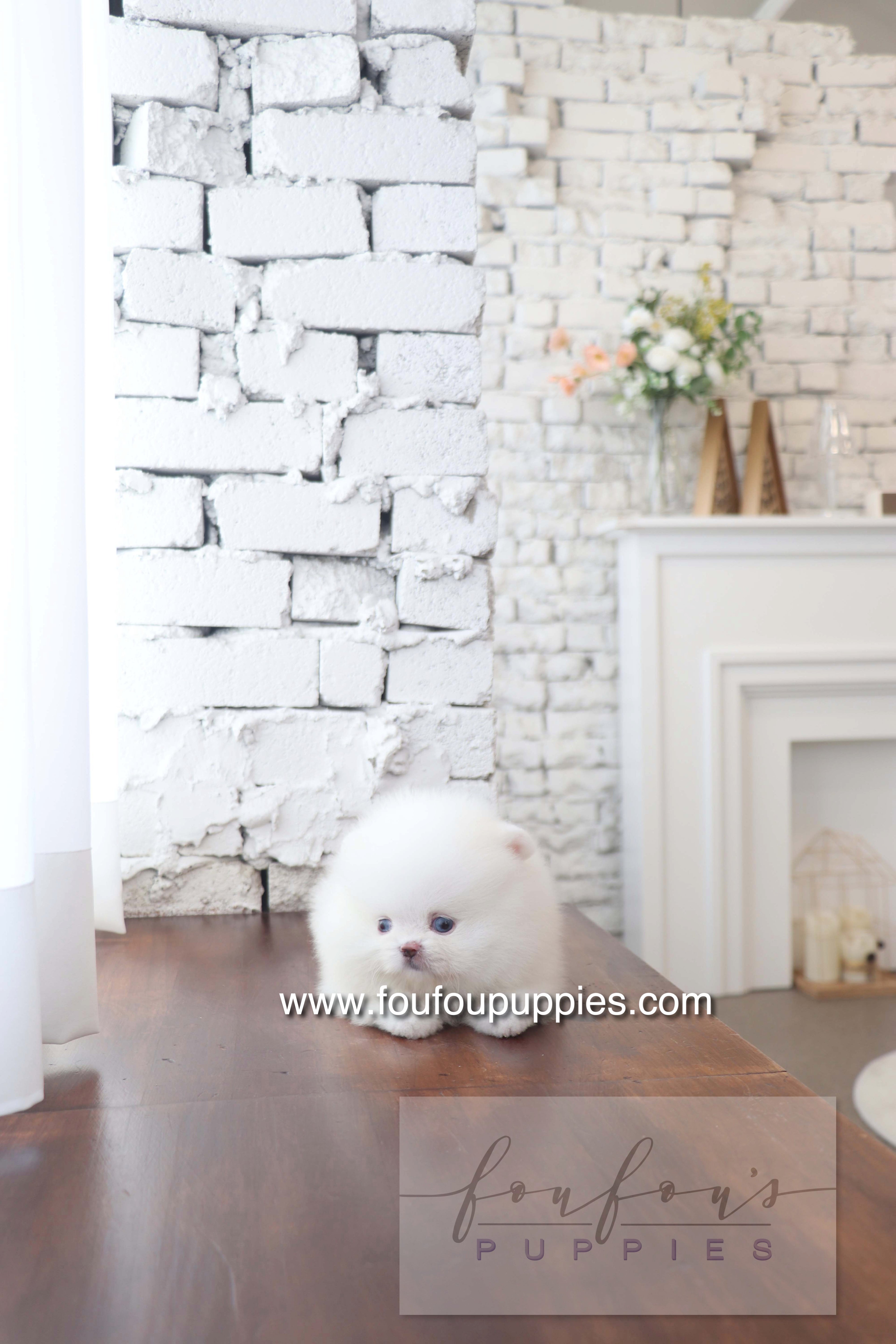 Nargil - Pomeranian M. (Blue eyes)