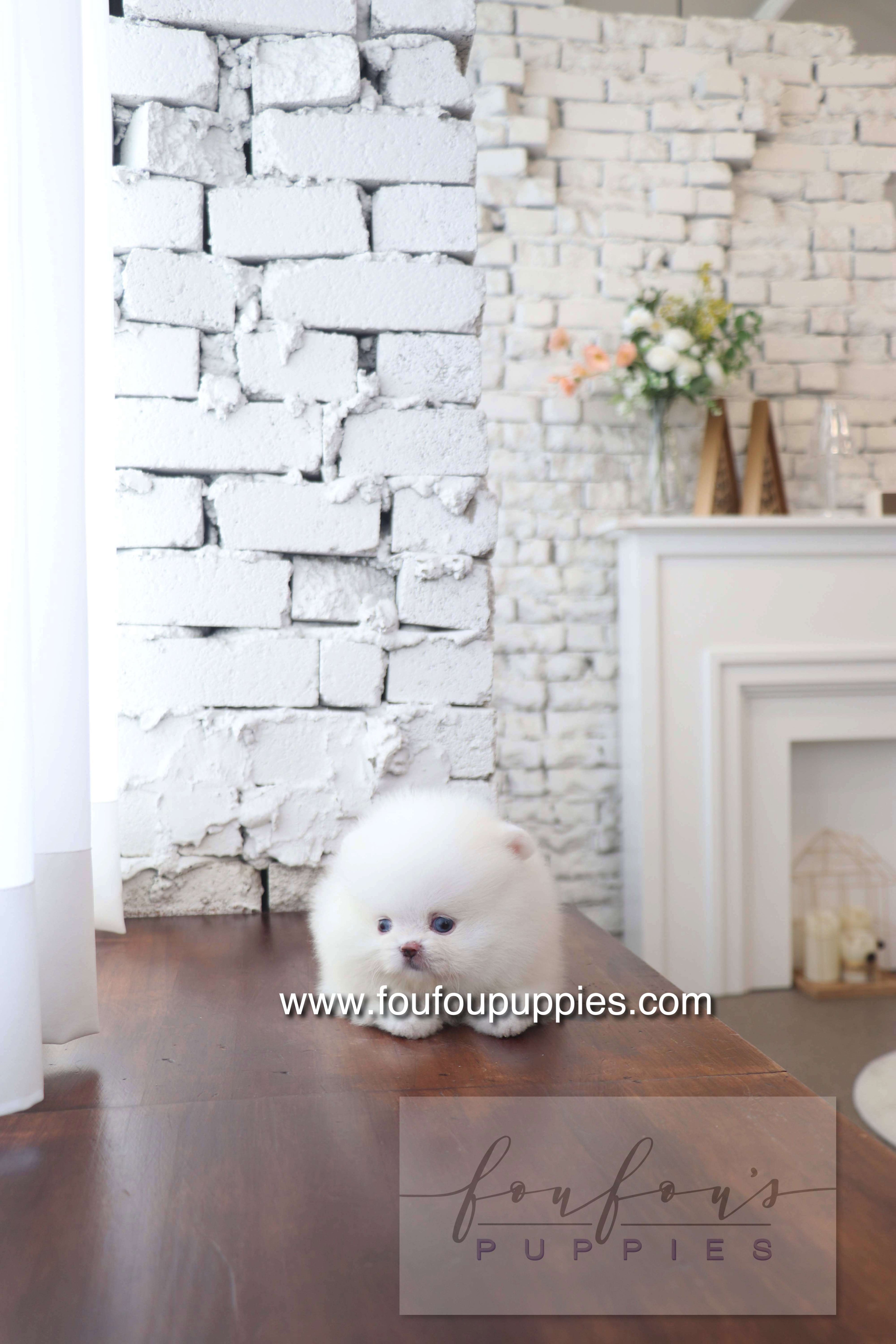 Nargil - Pomeranian M. (Blue eyes)