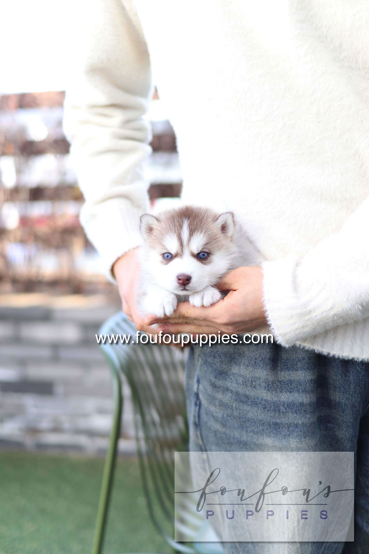 Drako - Pomsky M.